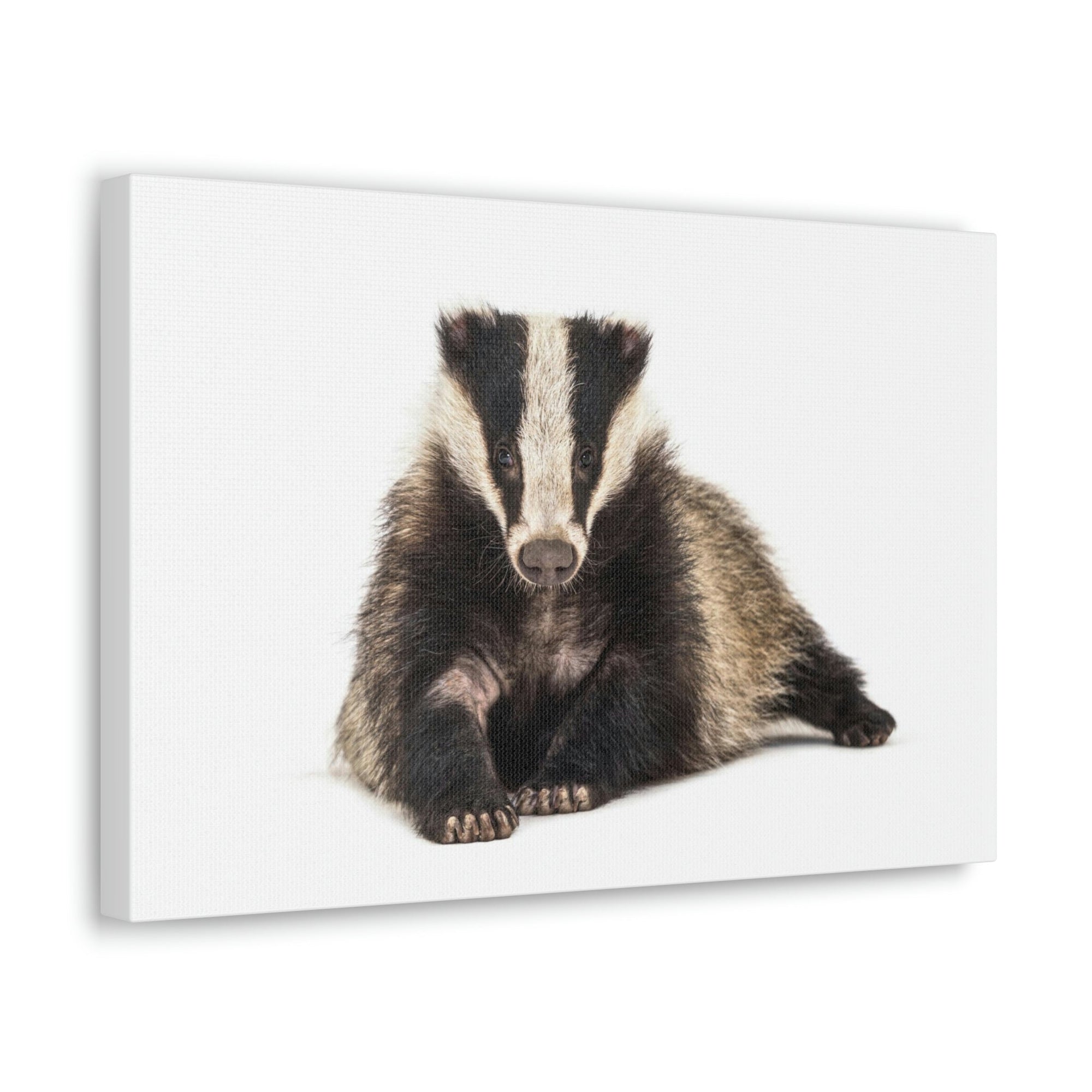 Scripture Walls Laying Down Badger Print Animal Wall Art Wildlife Canvas Prints Wall Art Ready to Hang Unframed-Express Your Love Gifts