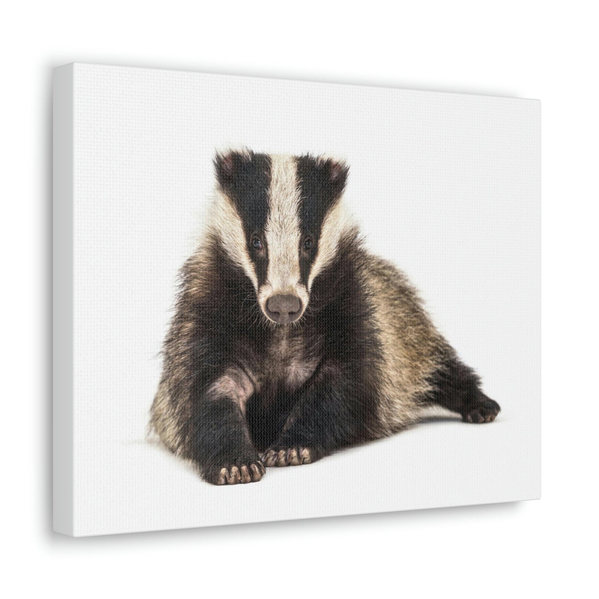 Scripture Walls Laying Down Badger Print Animal Wall Art Wildlife Canvas Prints Wall Art Ready to Hang Unframed-Express Your Love Gifts