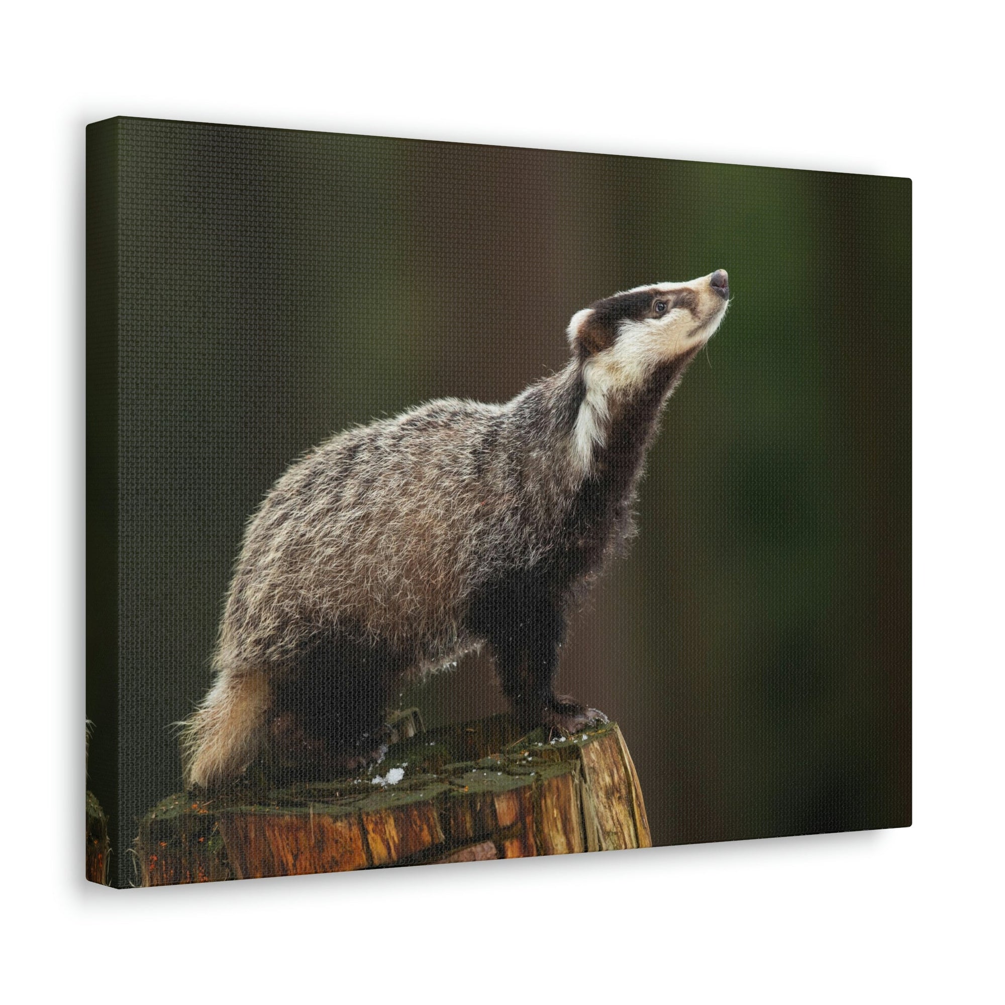 Scripture Walls Lookin Up Badger Print Animal Wall Art Wildlife Canvas Prints Wall Art Ready to Hang Unframed-Express Your Love Gifts