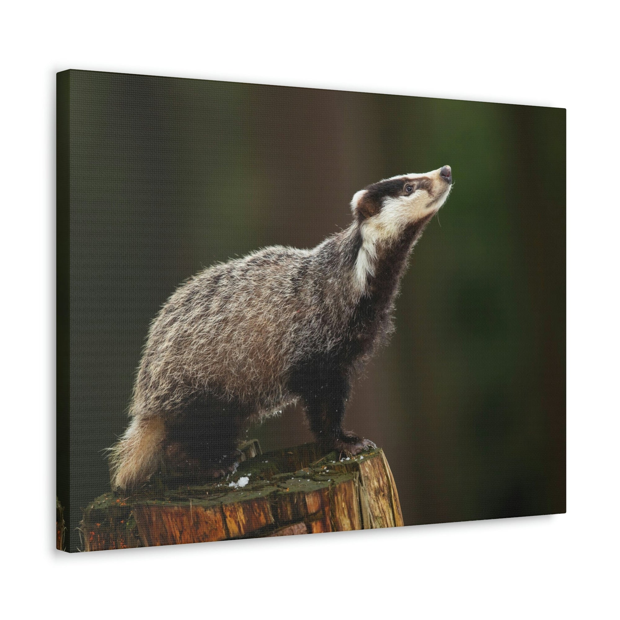 Scripture Walls Lookin Up Badger Print Animal Wall Art Wildlife Canvas Prints Wall Art Ready to Hang Unframed-Express Your Love Gifts