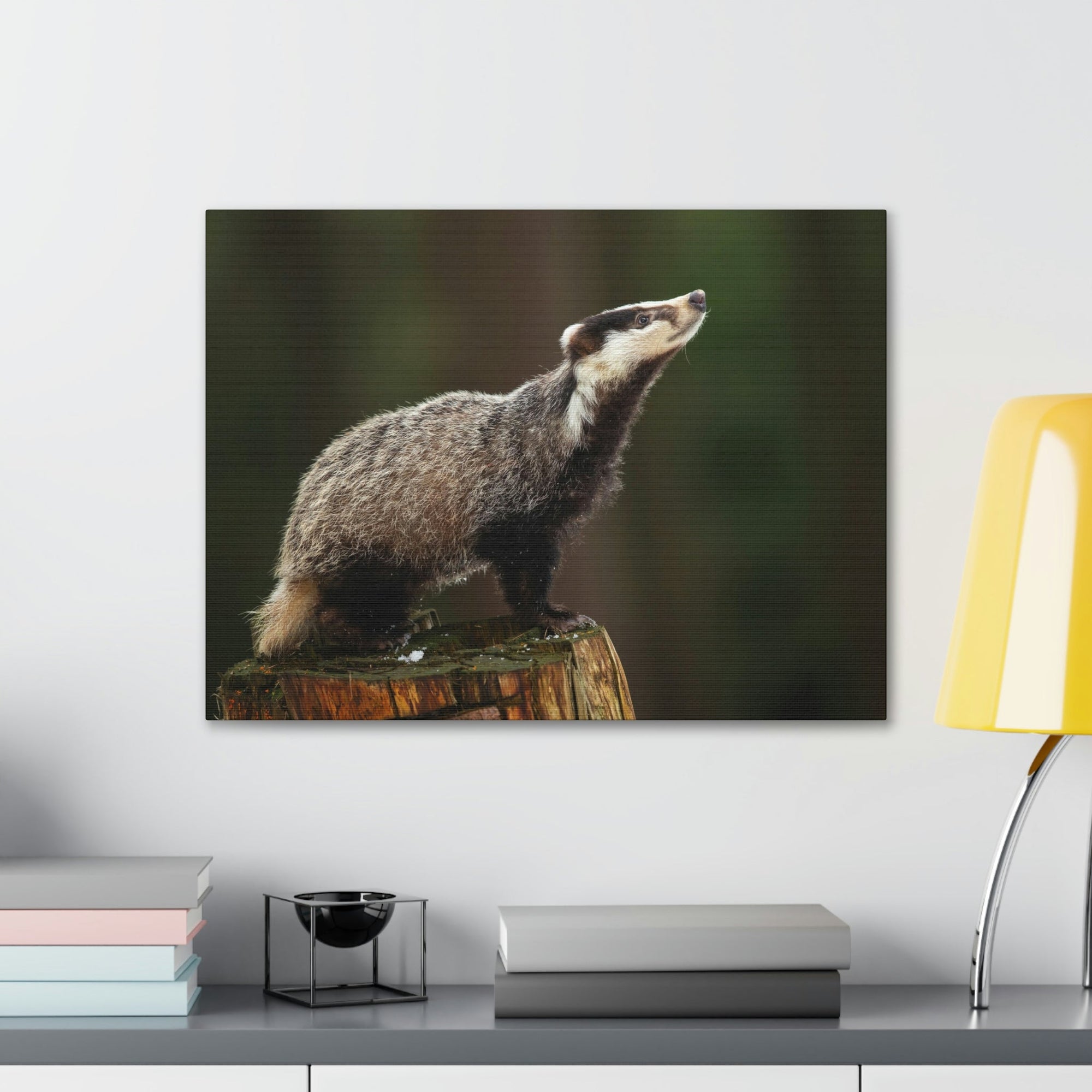 Scripture Walls Lookin Up Badger Print Animal Wall Art Wildlife Canvas Prints Wall Art Ready to Hang Unframed-Express Your Love Gifts