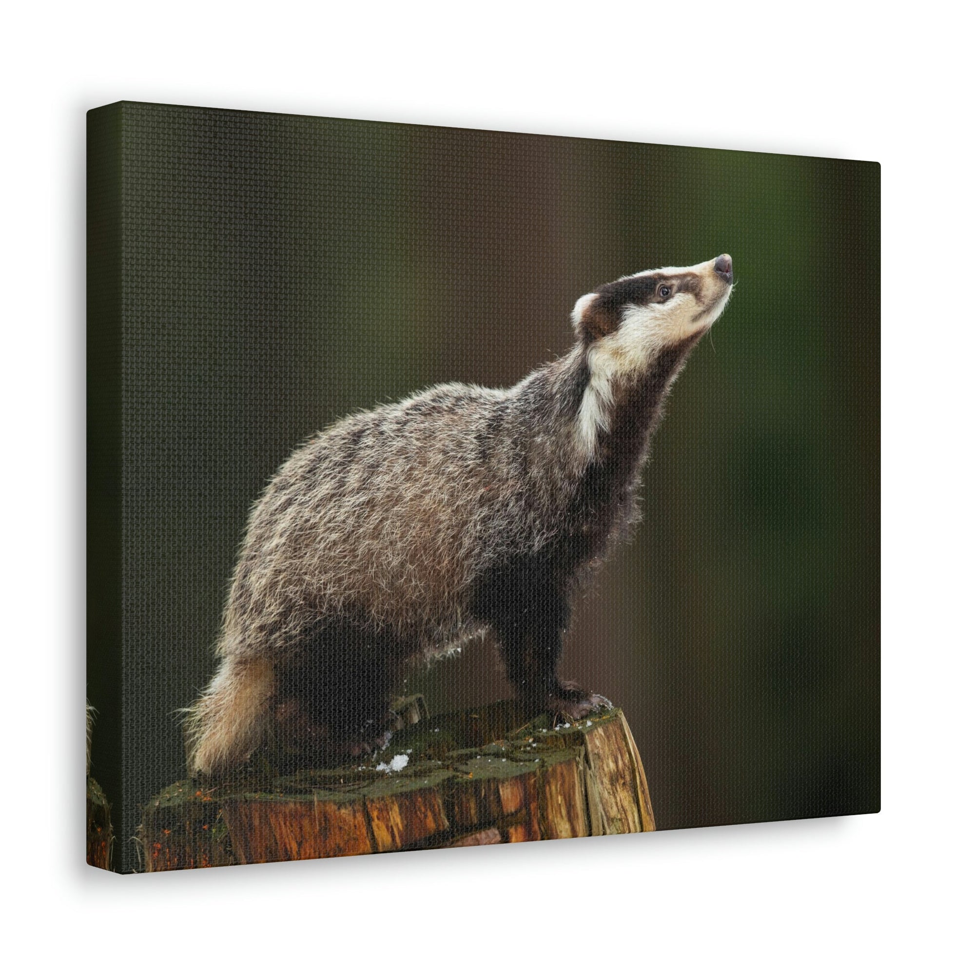 Scripture Walls Lookin Up Badger Print Animal Wall Art Wildlife Canvas Prints Wall Art Ready to Hang Unframed-Express Your Love Gifts