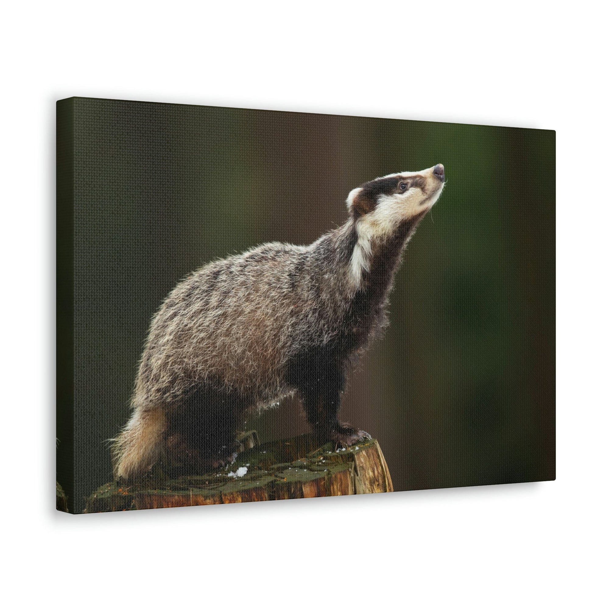 Scripture Walls Lookin Up Badger Print Animal Wall Art Wildlife Canvas Prints Wall Art Ready to Hang Unframed-Express Your Love Gifts