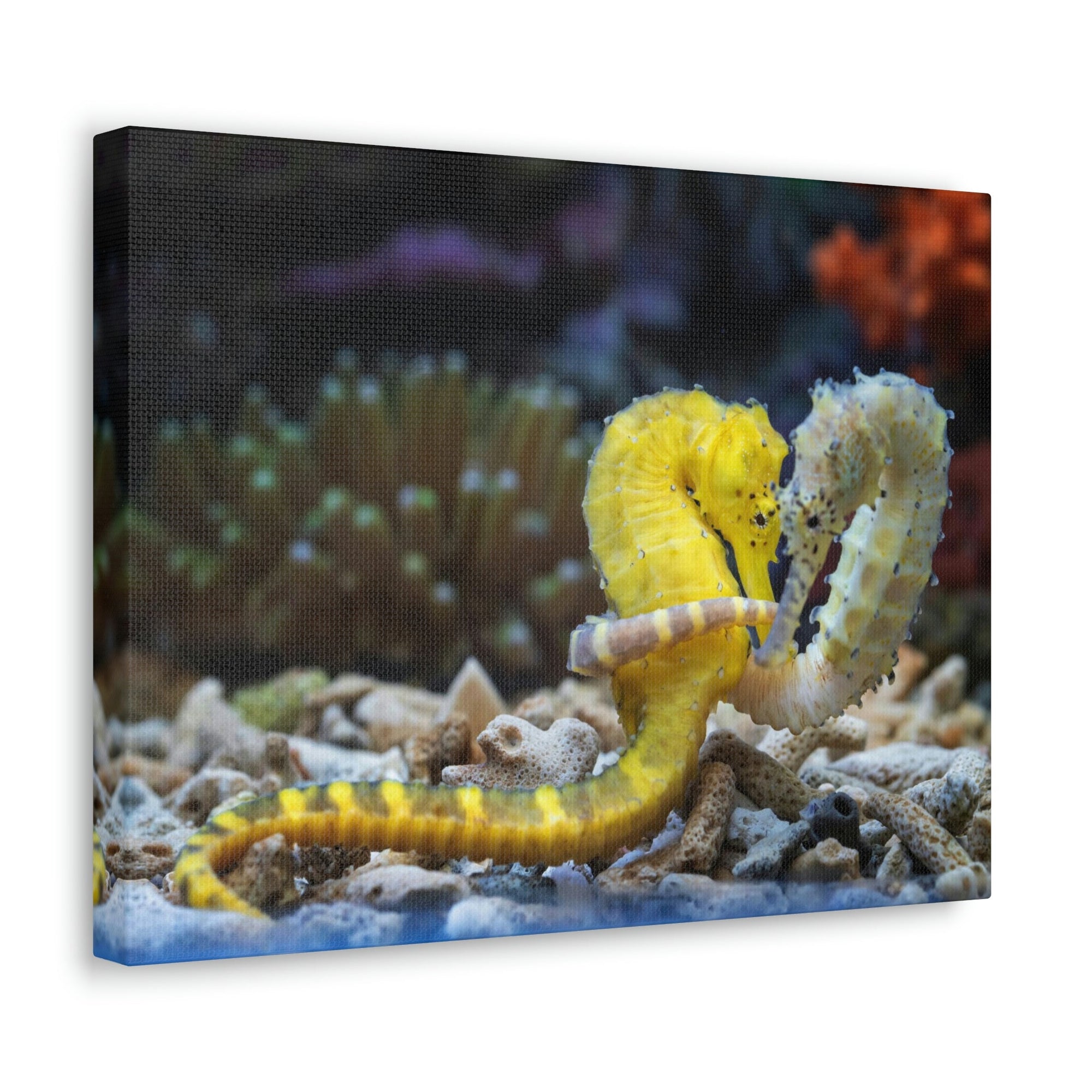 Scripture Walls Lovely Couple of Seahorse Print Animal Wall Art Wildlife Canvas Prints Wall Art Ready to Hang Unframed-Express Your Love Gifts