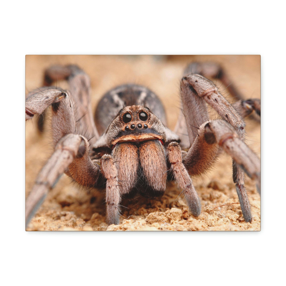 Scripture Walls Magnificent Looking Wolf Spider Print Animal Wall Art Wildlife Canvas Prints Wall Art Ready to Hang Unframed-Express Your Love Gifts