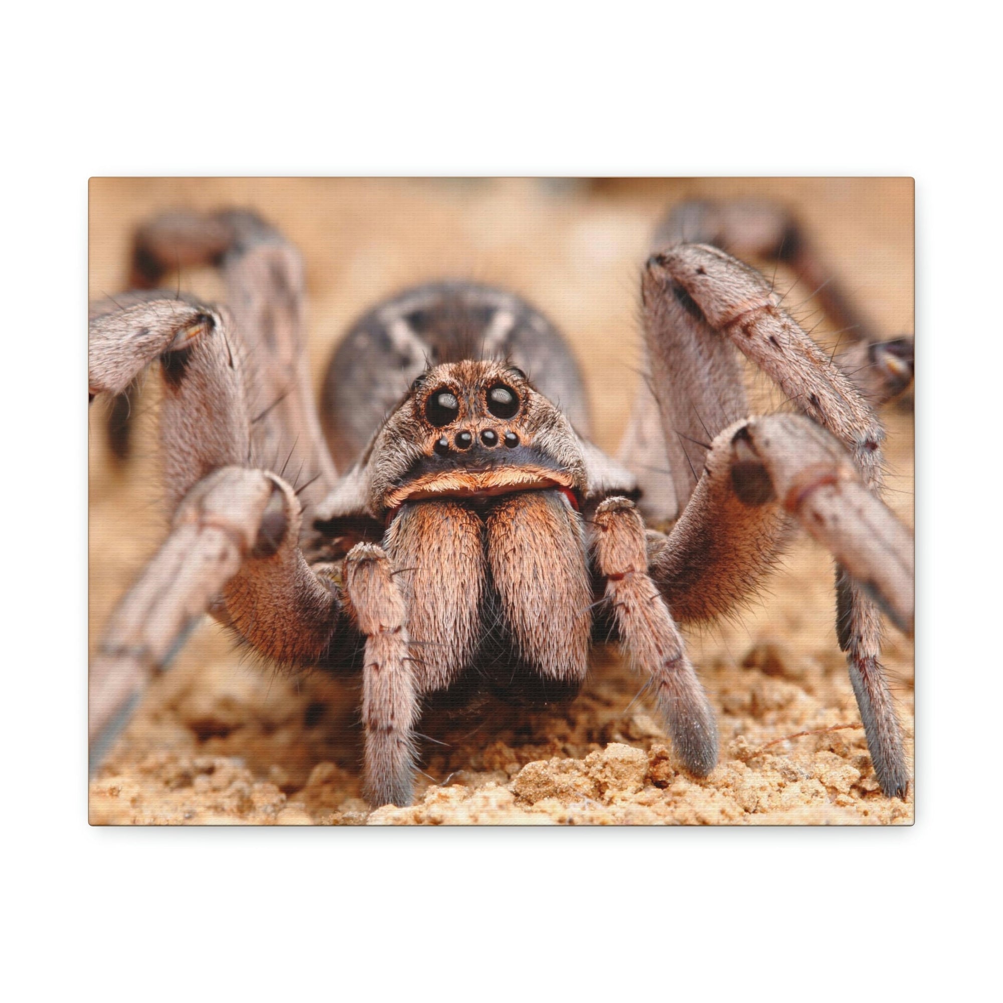 Scripture Walls Magnificent Looking Wolf Spider Print Animal Wall Art Wildlife Canvas Prints Wall Art Ready to Hang Unframed-Express Your Love Gifts