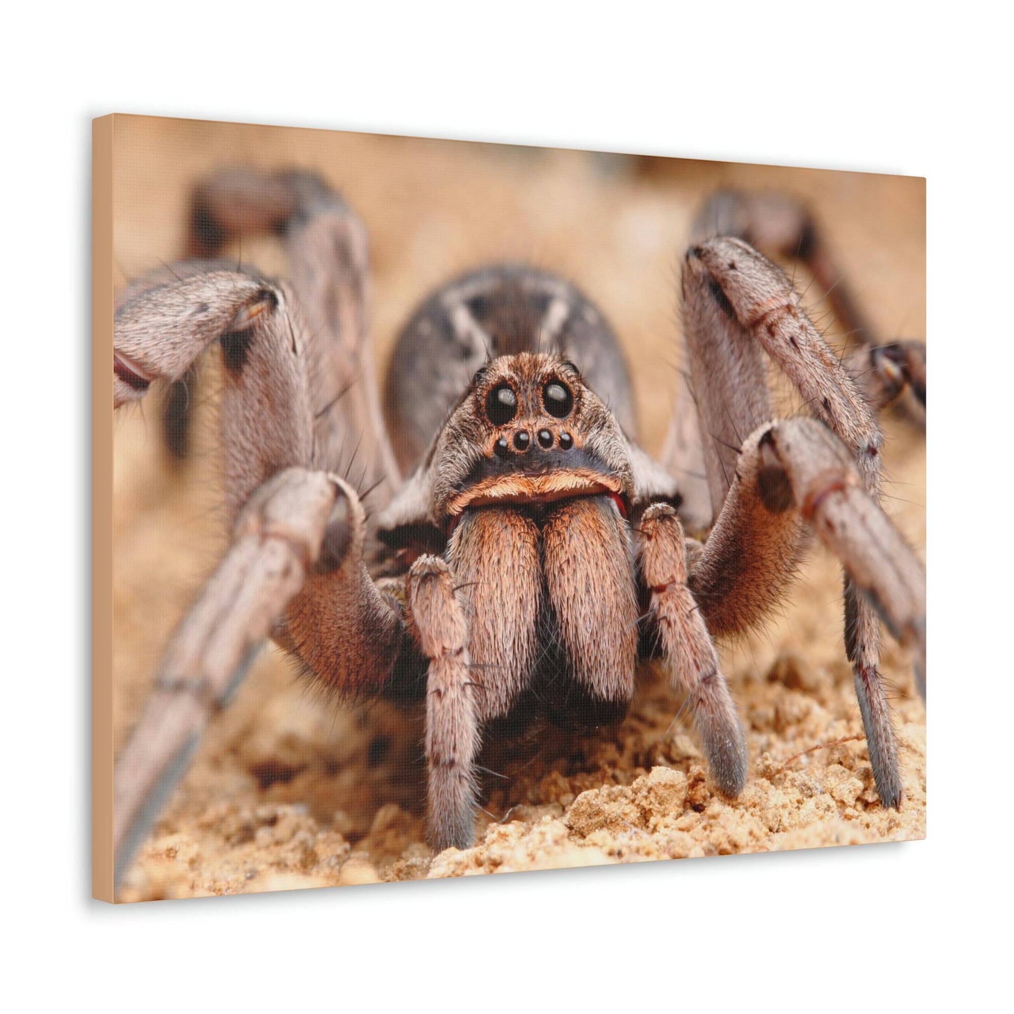 Scripture Walls Magnificent Looking Wolf Spider Print Animal Wall Art Wildlife Canvas Prints Wall Art Ready to Hang Unframed-Express Your Love Gifts