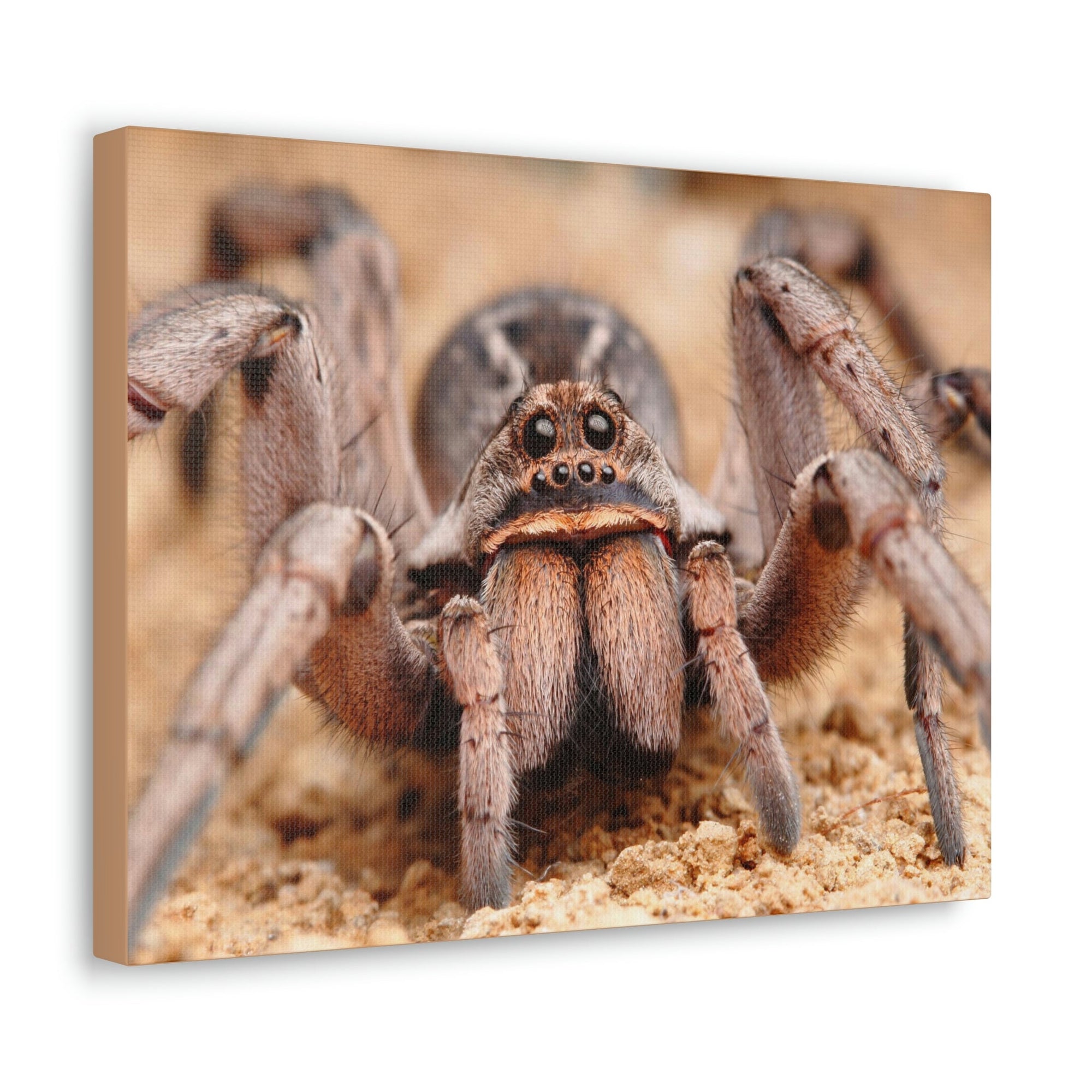 Scripture Walls Magnificent Looking Wolf Spider Print Animal Wall Art Wildlife Canvas Prints Wall Art Ready to Hang Unframed-Express Your Love Gifts