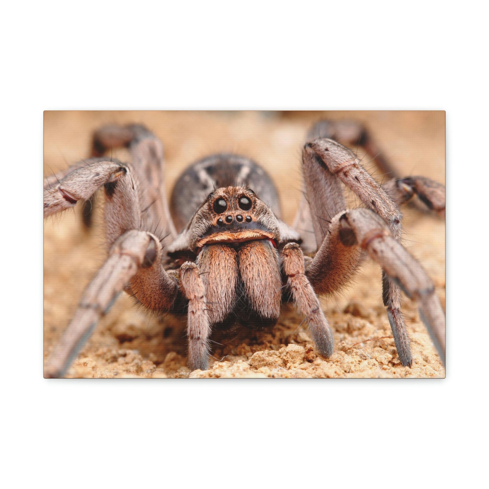 Scripture Walls Magnificent Looking Wolf Spider Print Animal Wall Art Wildlife Canvas Prints Wall Art Ready to Hang Unframed-Express Your Love Gifts