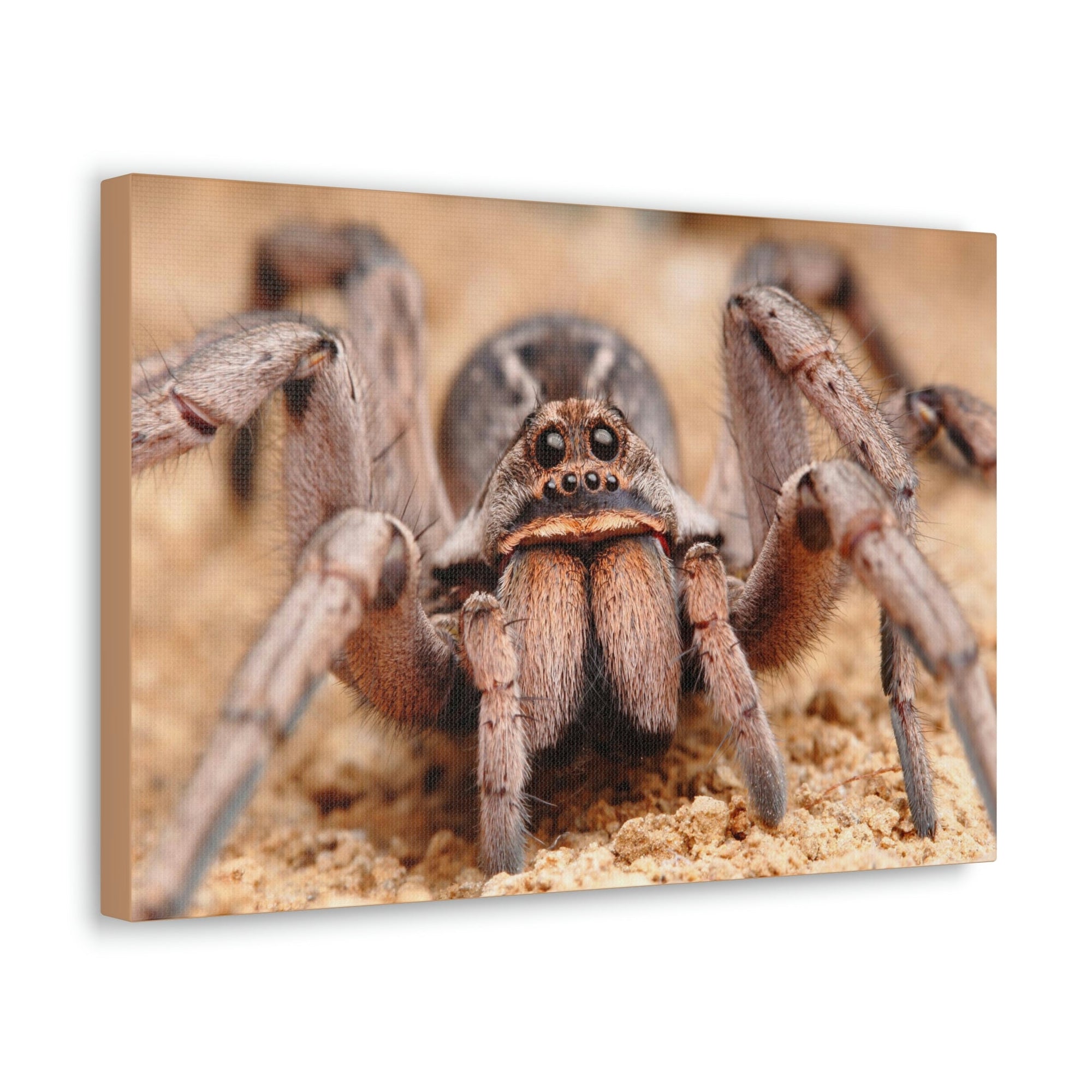 Scripture Walls Magnificent Looking Wolf Spider Print Animal Wall Art Wildlife Canvas Prints Wall Art Ready to Hang Unframed-Express Your Love Gifts