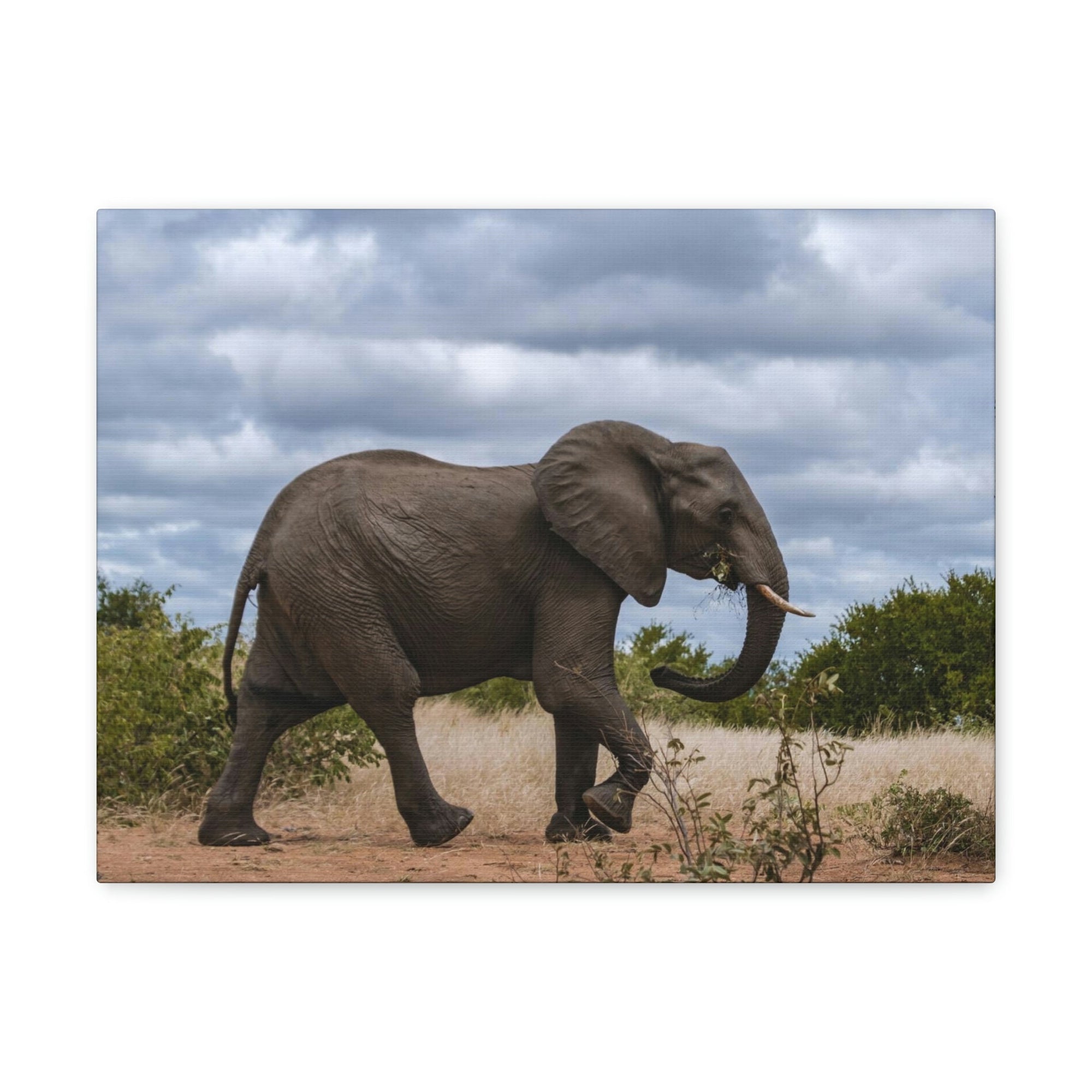 Scripture Walls Majestic African Elephant Art Majestic African Elephant Print Animal Wall Art Wildlife Canvas Prints Wall Art Ready to Hang Unframed-Express Your Love Gifts