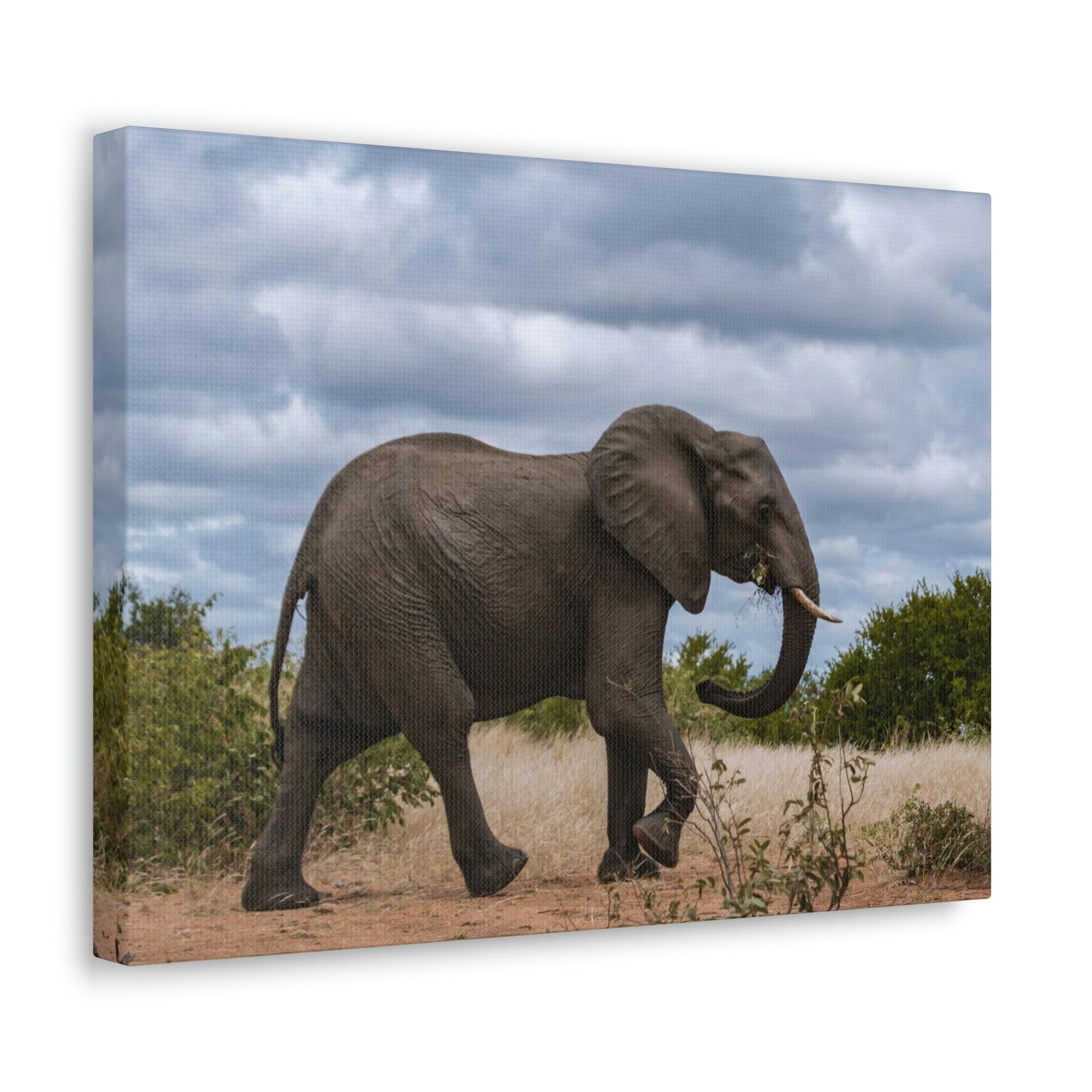 Scripture Walls Majestic African Elephant Art Majestic African Elephant Print Animal Wall Art Wildlife Canvas Prints Wall Art Ready to Hang Unframed-Express Your Love Gifts