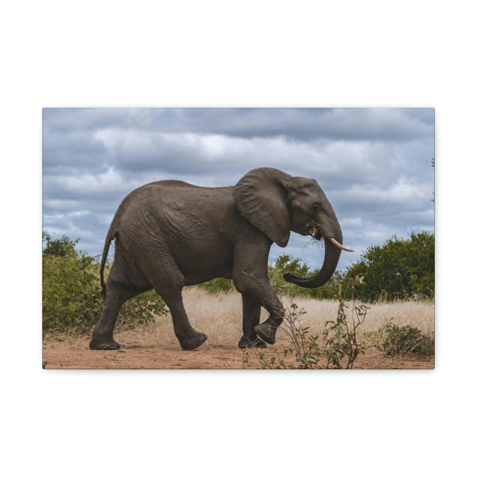 Scripture Walls Majestic African Elephant Art Majestic African Elephant Print Animal Wall Art Wildlife Canvas Prints Wall Art Ready to Hang Unframed-Express Your Love Gifts