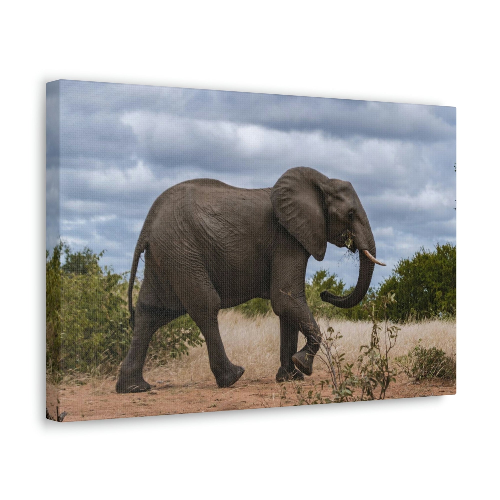 Scripture Walls Majestic African Elephant Art Majestic African Elephant Print Animal Wall Art Wildlife Canvas Prints Wall Art Ready to Hang Unframed-Express Your Love Gifts