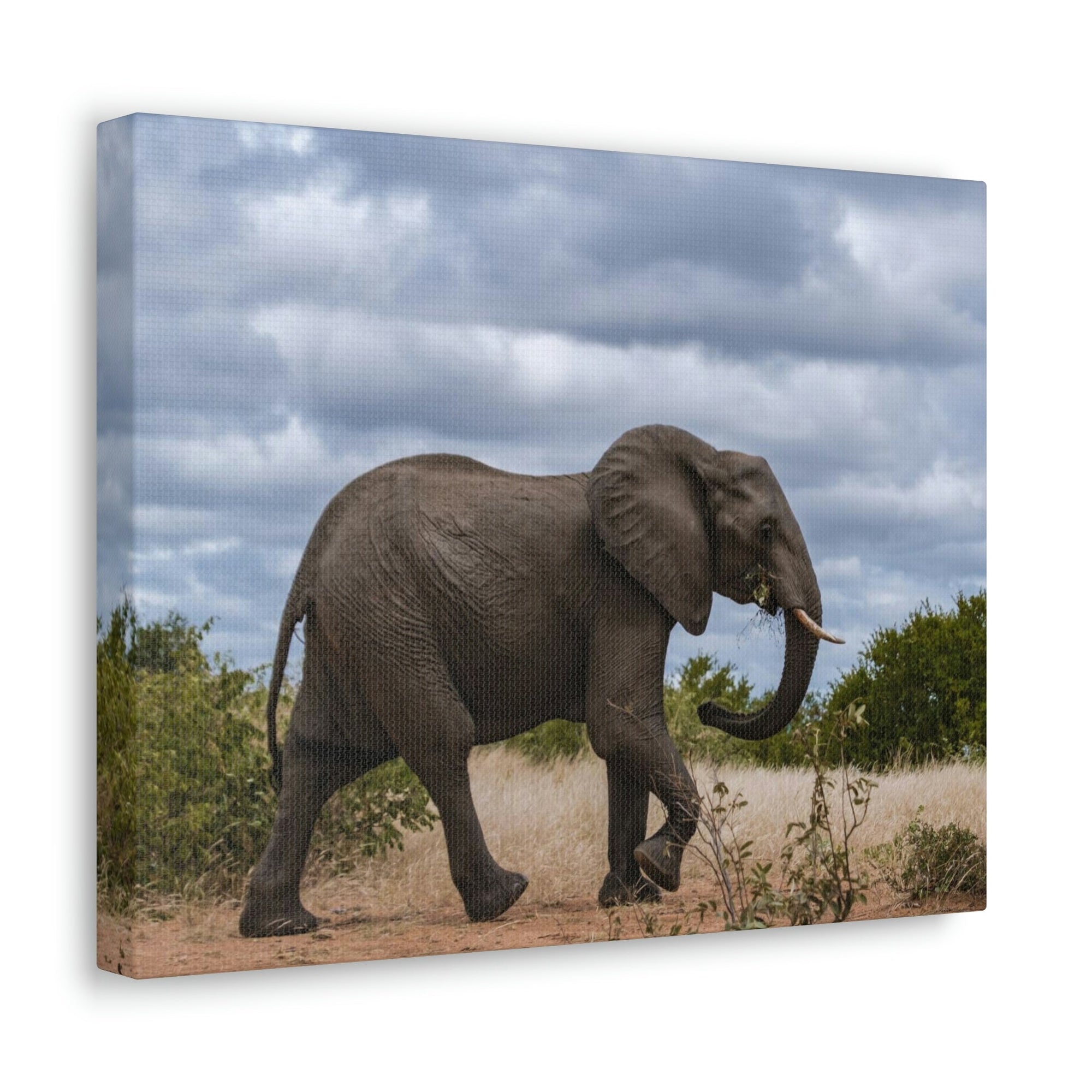 Scripture Walls Majestic African Elephant Art Majestic African Elephant Print Animal Wall Art Wildlife Canvas Prints Wall Art Ready to Hang Unframed-Express Your Love Gifts