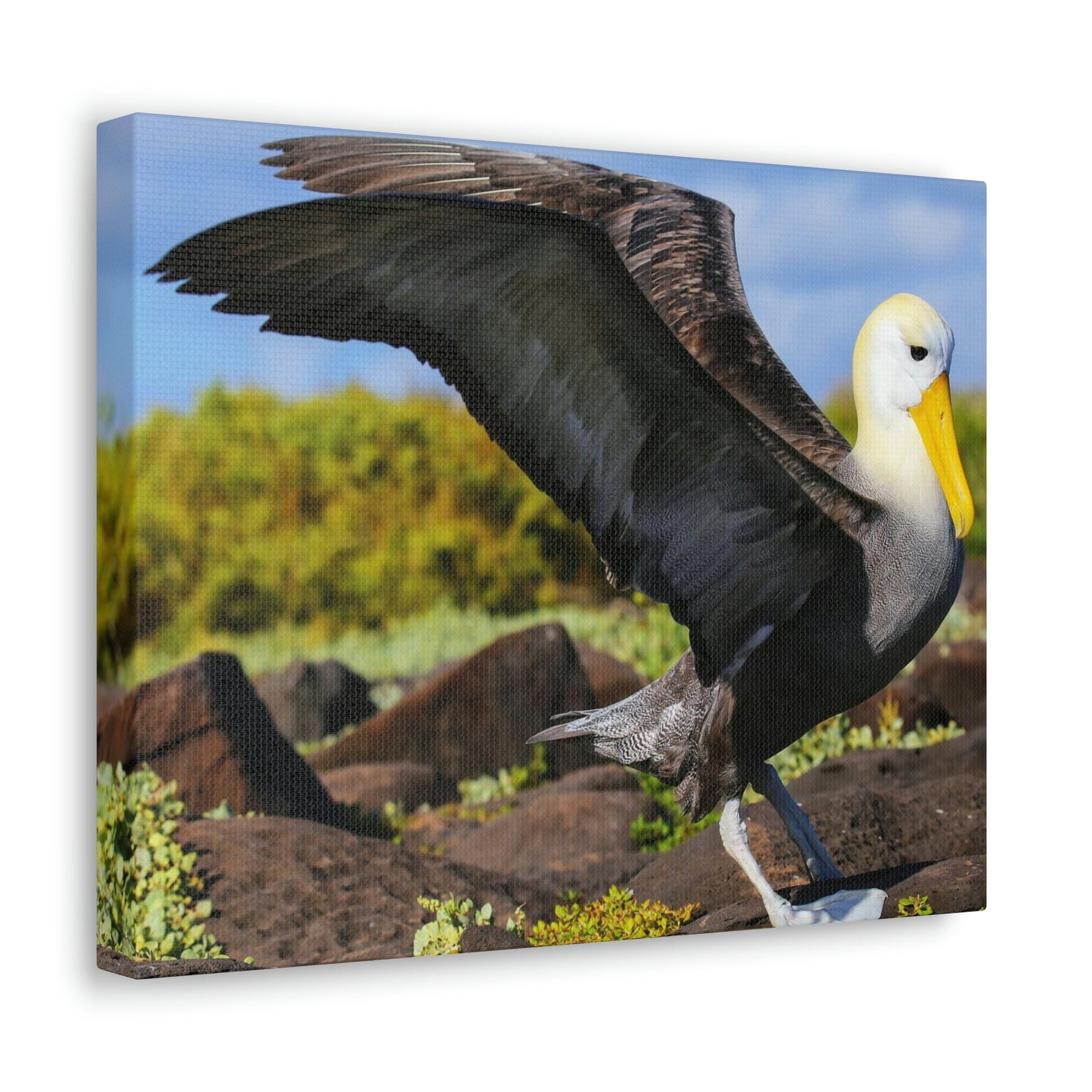 Scripture Walls Majestic Albatross Art Majestic Albatross Print Animal Wall Art Wildlife Canvas Prints Wall Art Ready to Hang Unframed-Express Your Love Gifts