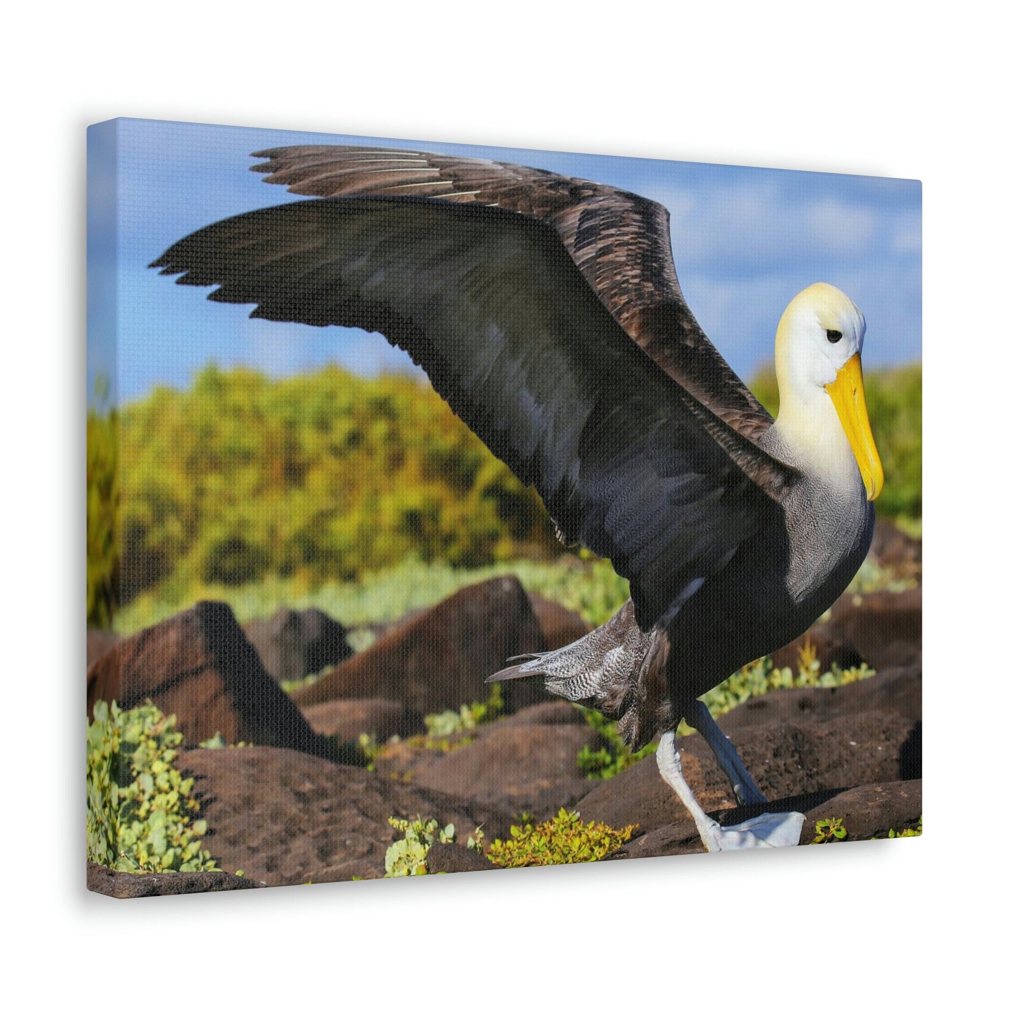 Scripture Walls Majestic Albatross Art Majestic Albatross Print Animal Wall Art Wildlife Canvas Prints Wall Art Ready to Hang Unframed-Express Your Love Gifts