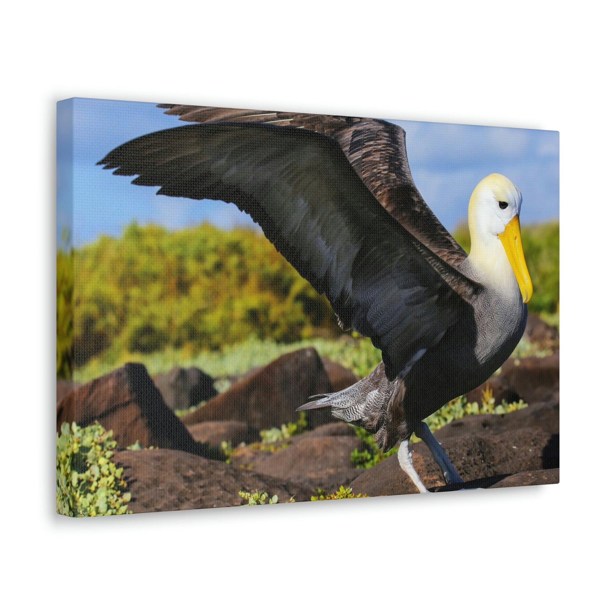 Scripture Walls Majestic Albatross Art Majestic Albatross Print Animal Wall Art Wildlife Canvas Prints Wall Art Ready to Hang Unframed-Express Your Love Gifts