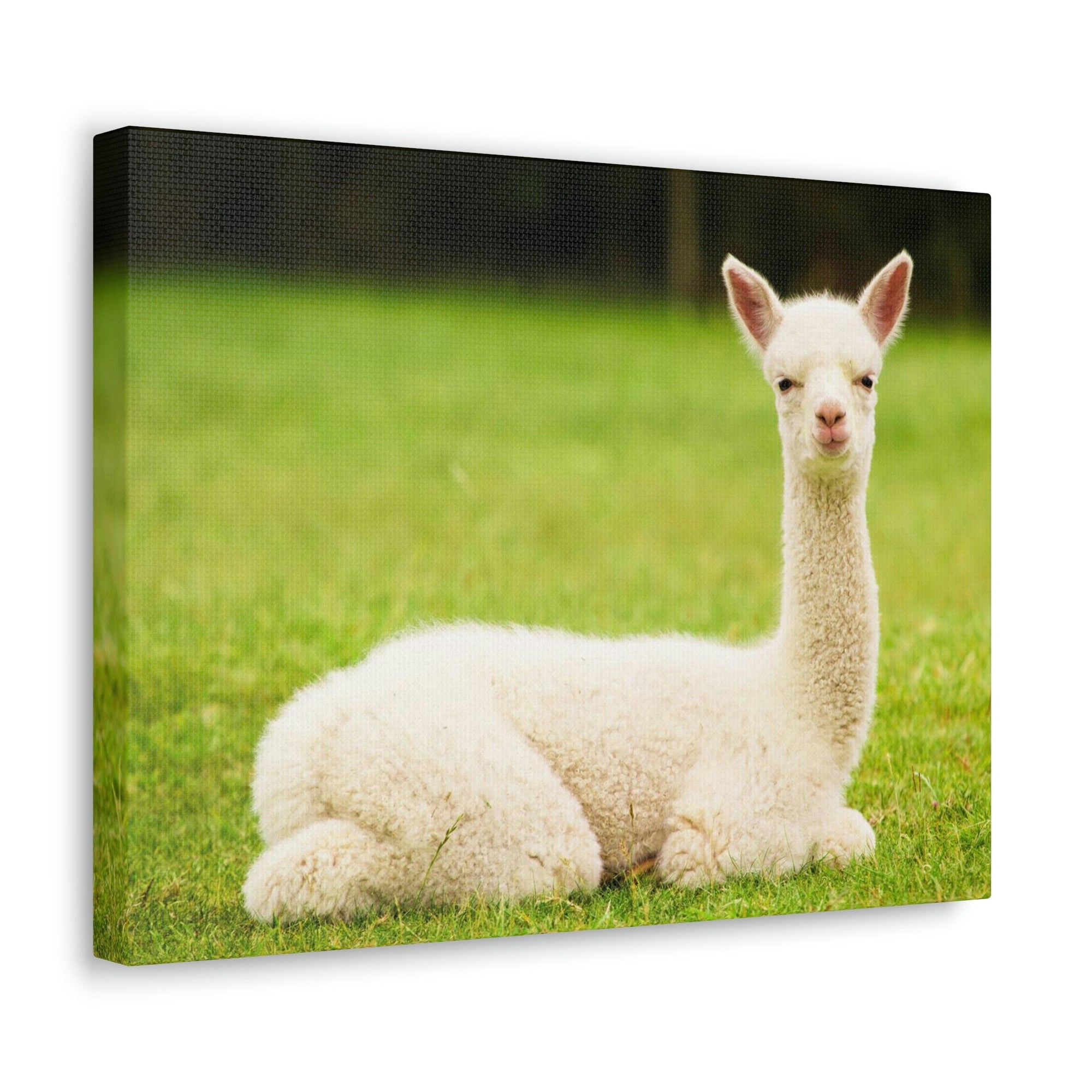 Scripture Walls Majestic Alpaca Art Majestic Alpaca Print Animal Wall Art Wildlife Canvas Prints Wall Art Ready to Hang Unframed-Express Your Love Gifts