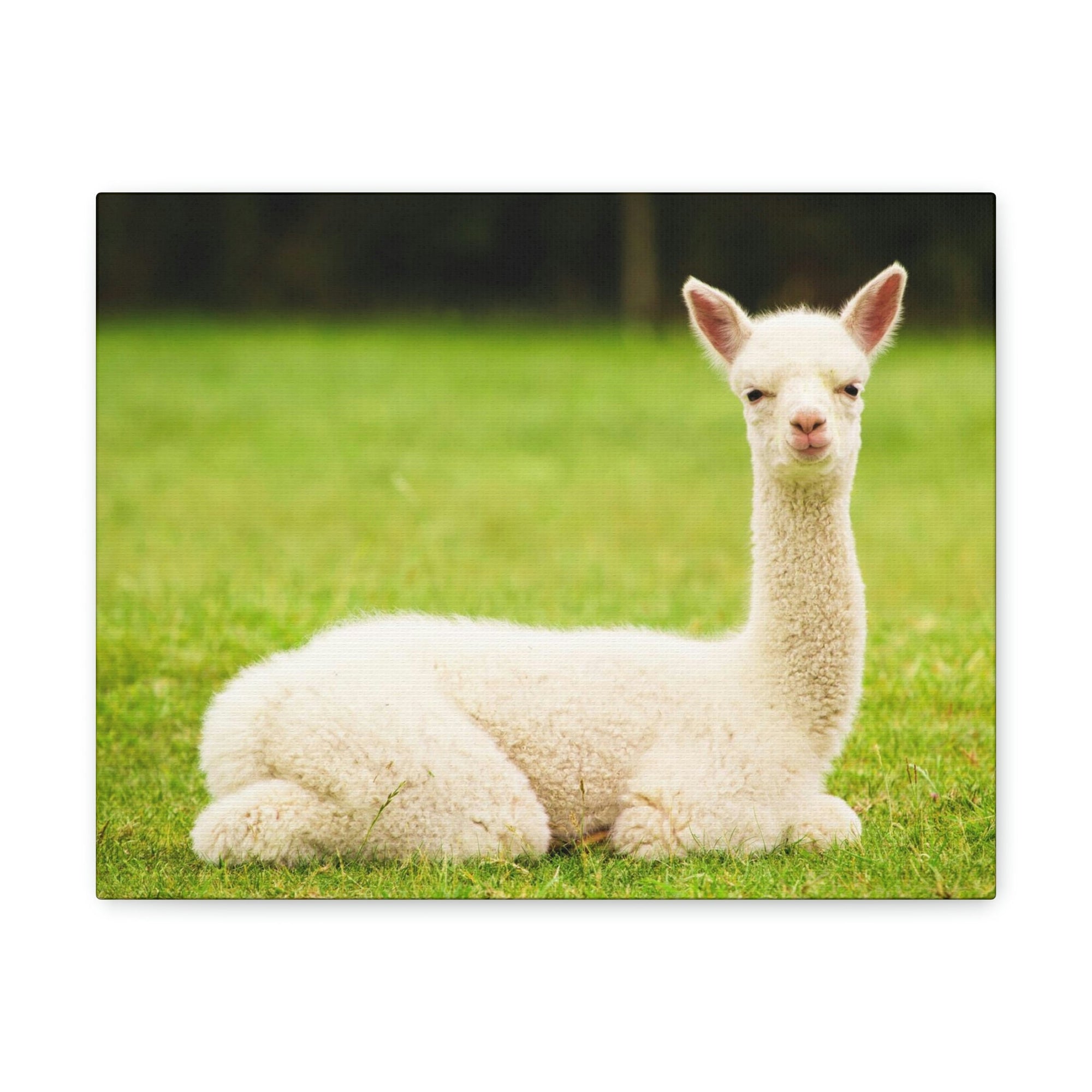 Scripture Walls Majestic Alpaca Art Majestic Alpaca Print Animal Wall Art Wildlife Canvas Prints Wall Art Ready to Hang Unframed-Express Your Love Gifts