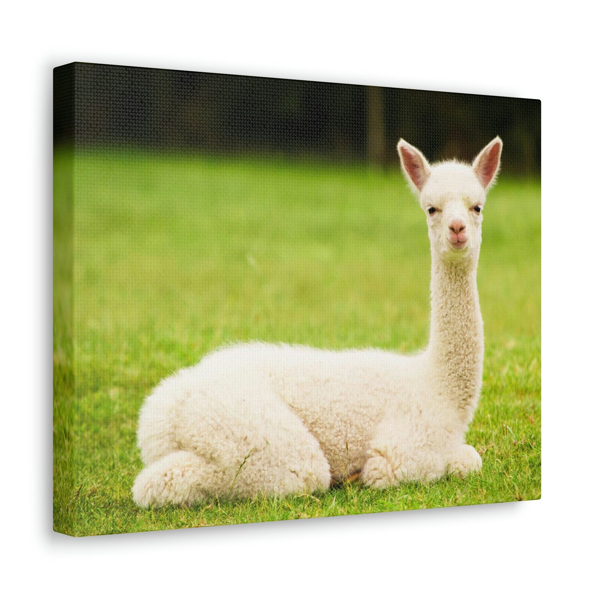 Scripture Walls Majestic Alpaca Art Majestic Alpaca Print Animal Wall Art Wildlife Canvas Prints Wall Art Ready to Hang Unframed-Express Your Love Gifts