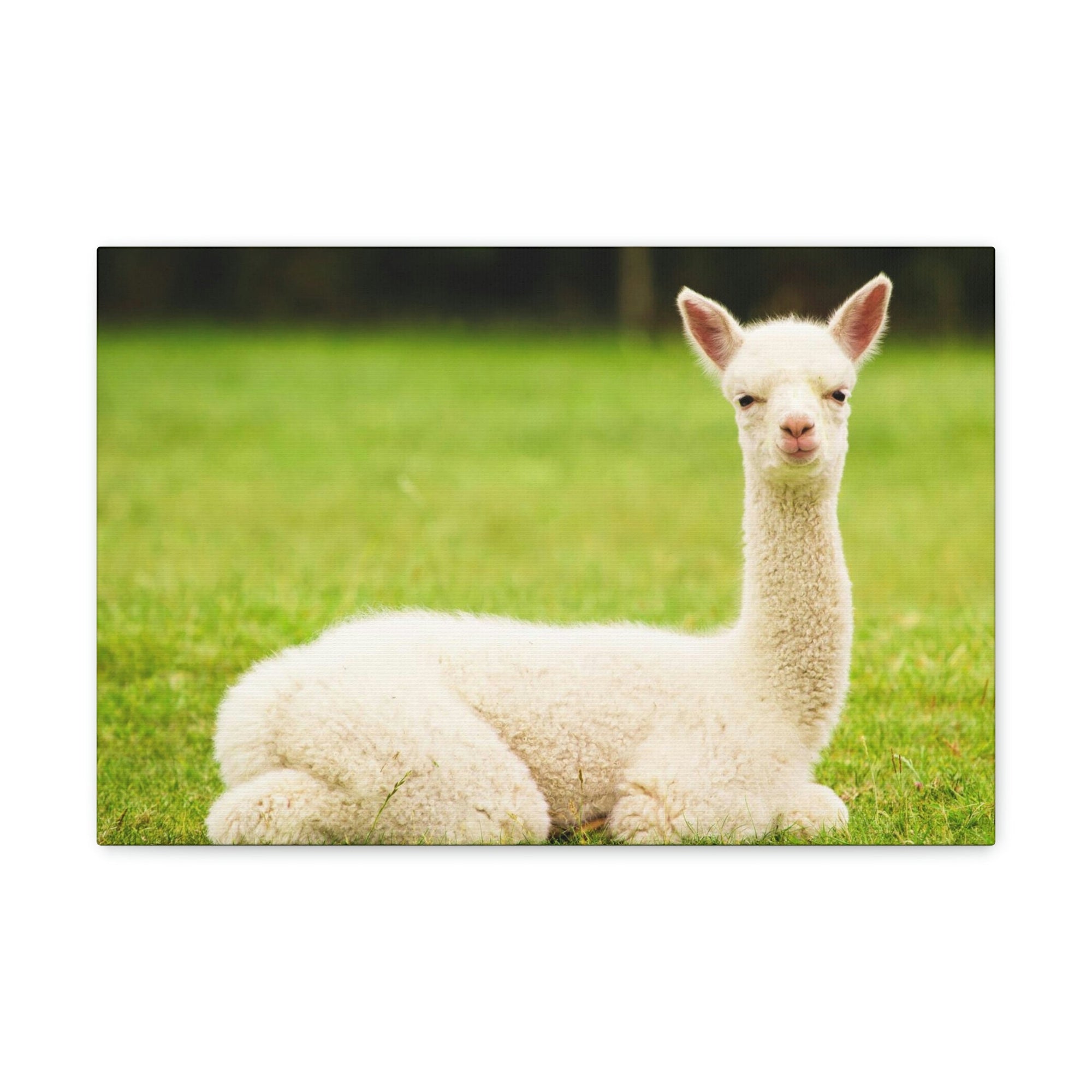 Scripture Walls Majestic Alpaca Art Majestic Alpaca Print Animal Wall Art Wildlife Canvas Prints Wall Art Ready to Hang Unframed-Express Your Love Gifts