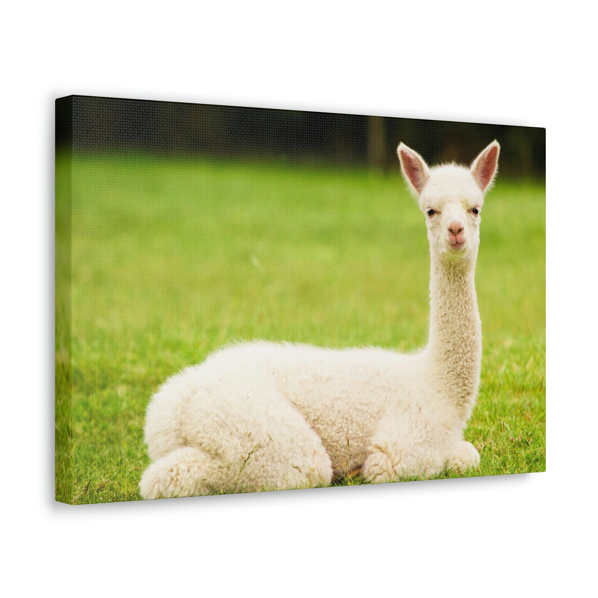 Scripture Walls Majestic Alpaca Art Majestic Alpaca Print Animal Wall Art Wildlife Canvas Prints Wall Art Ready to Hang Unframed-Express Your Love Gifts