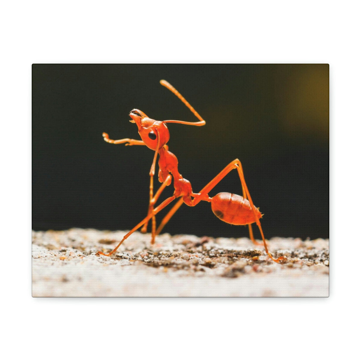 Scripture Walls Majestic Ant Art Majestic Ant Print Animal Wall Art Wildlife Canvas Prints Wall Art Ready to Hang Unframed-Express Your Love Gifts