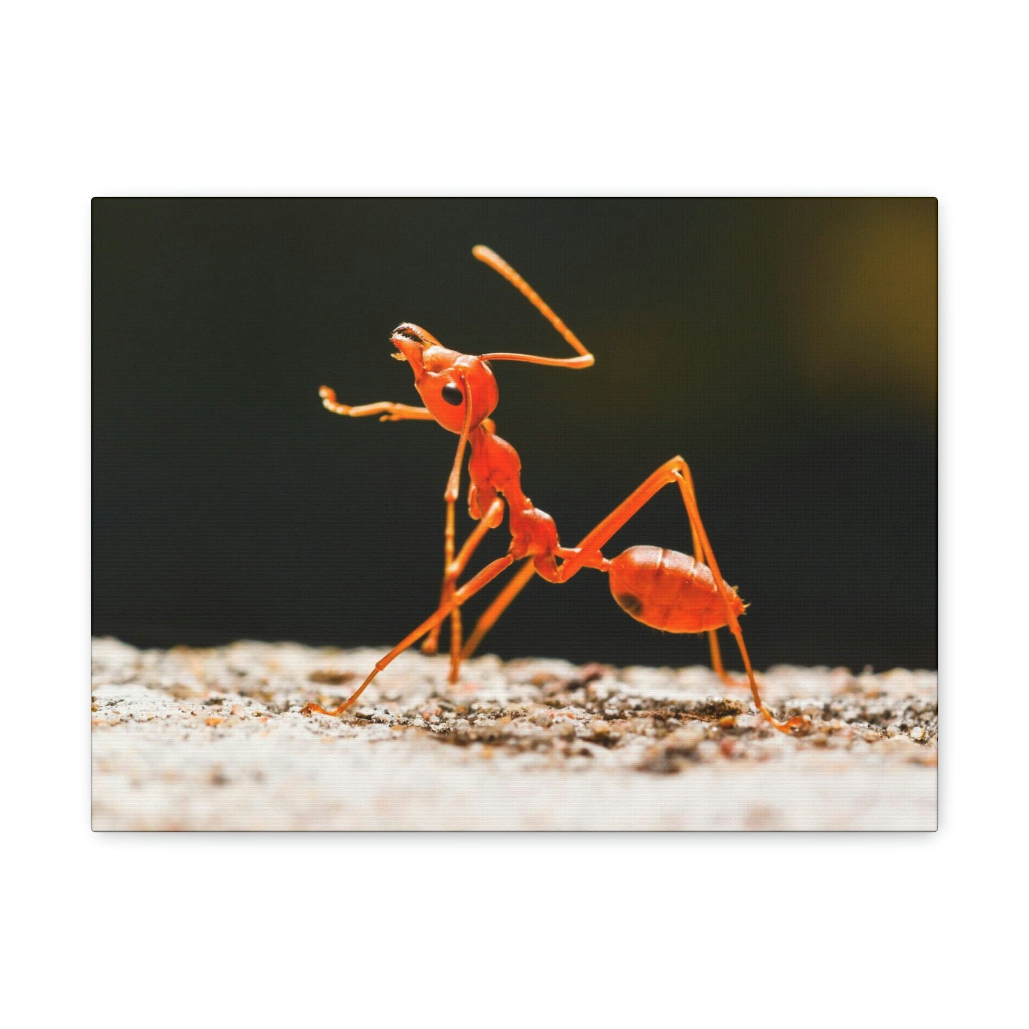 Scripture Walls Majestic Ant Art Majestic Ant Print Animal Wall Art Wildlife Canvas Prints Wall Art Ready to Hang Unframed-Express Your Love Gifts