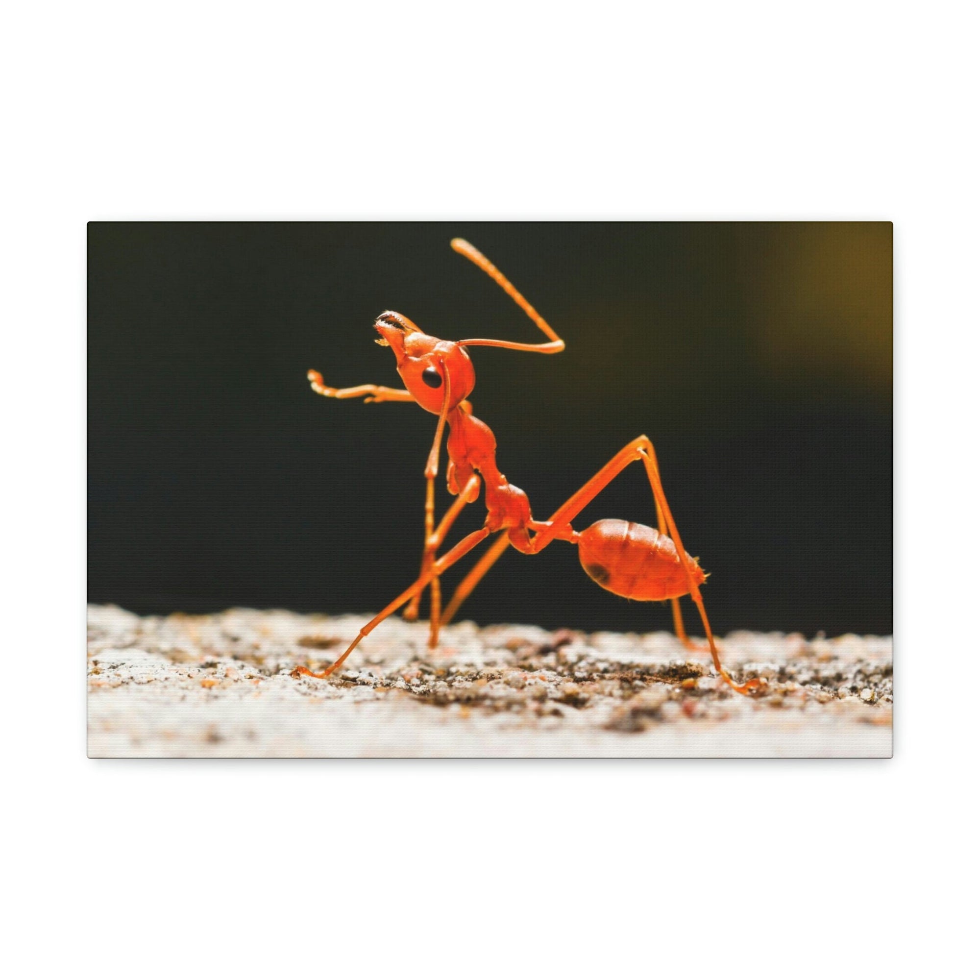 Scripture Walls Majestic Ant Art Majestic Ant Print Animal Wall Art Wildlife Canvas Prints Wall Art Ready to Hang Unframed-Express Your Love Gifts