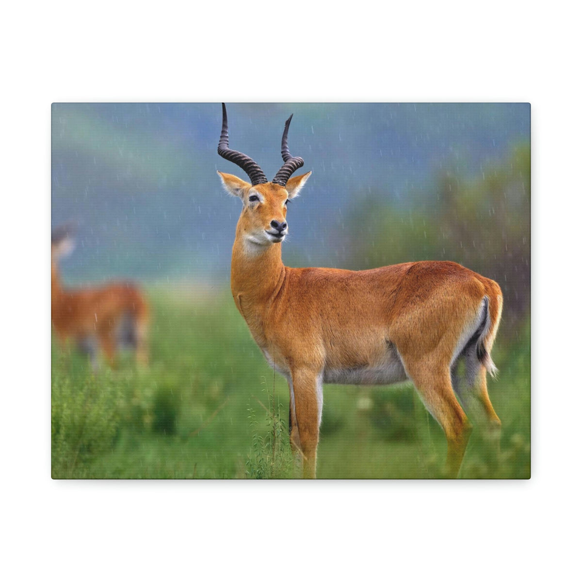 Scripture Walls Majestic Antelope Art Majestic Antelope Print Animal Wall Art Wildlife Canvas Prints Wall Art Ready to Hang Unframed-Express Your Love Gifts