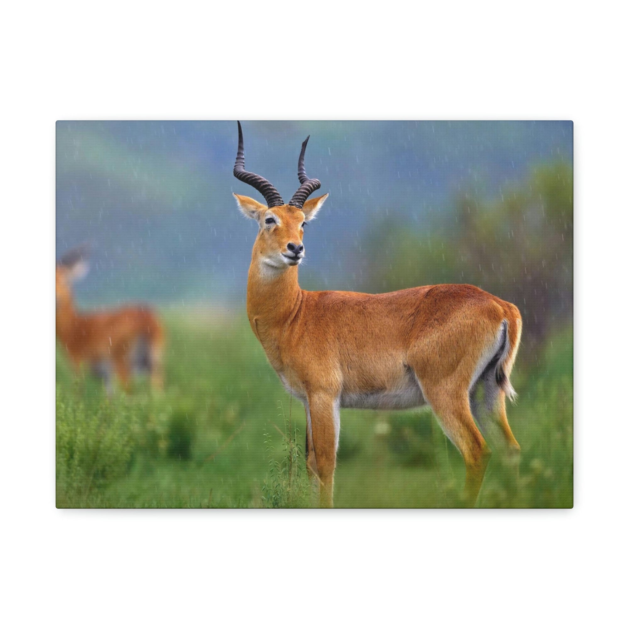 Scripture Walls Majestic Antelope Art Majestic Antelope Print Animal Wall Art Wildlife Canvas Prints Wall Art Ready to Hang Unframed-Express Your Love Gifts