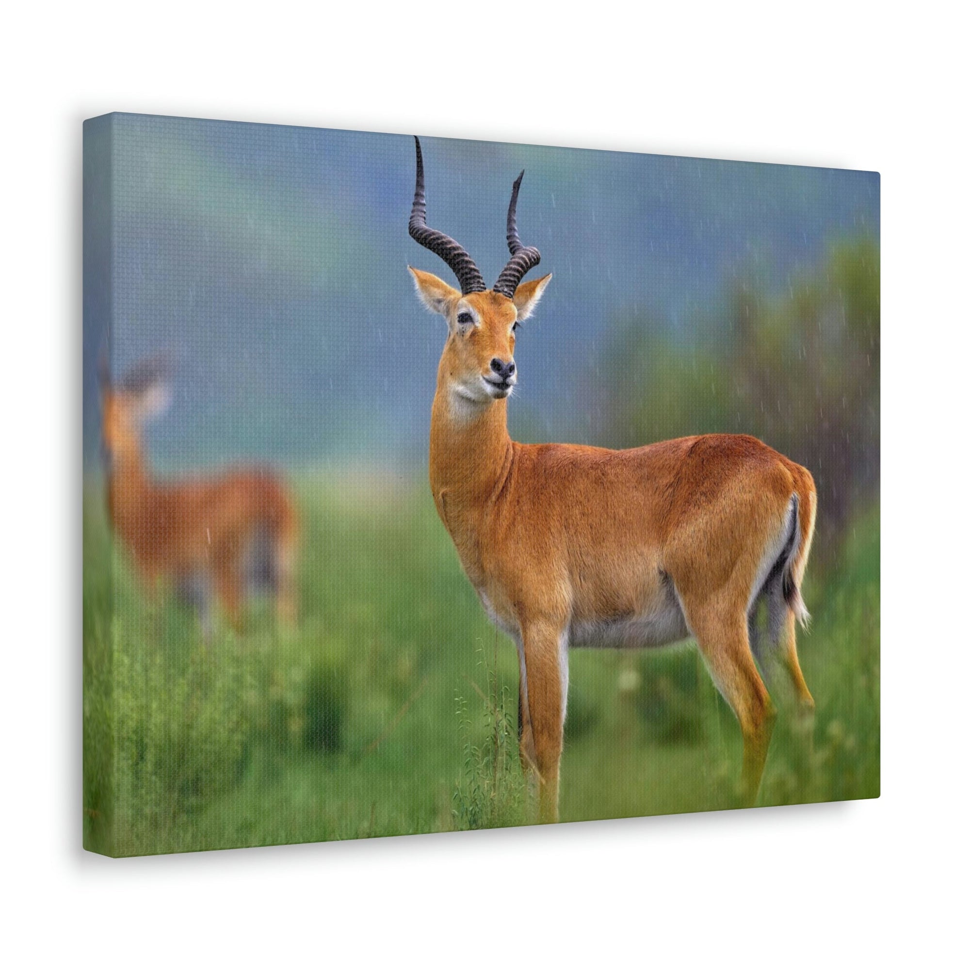 Scripture Walls Majestic Antelope Art Majestic Antelope Print Animal Wall Art Wildlife Canvas Prints Wall Art Ready to Hang Unframed-Express Your Love Gifts