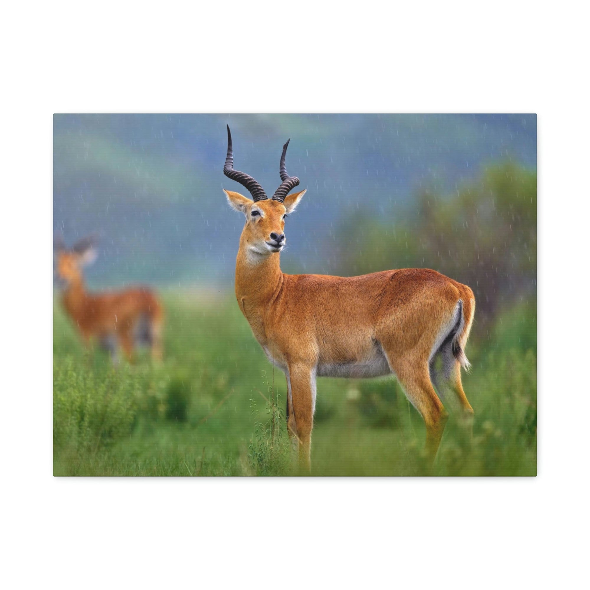 Scripture Walls Majestic Antelope Art Majestic Antelope Print Animal Wall Art Wildlife Canvas Prints Wall Art Ready to Hang Unframed-Express Your Love Gifts