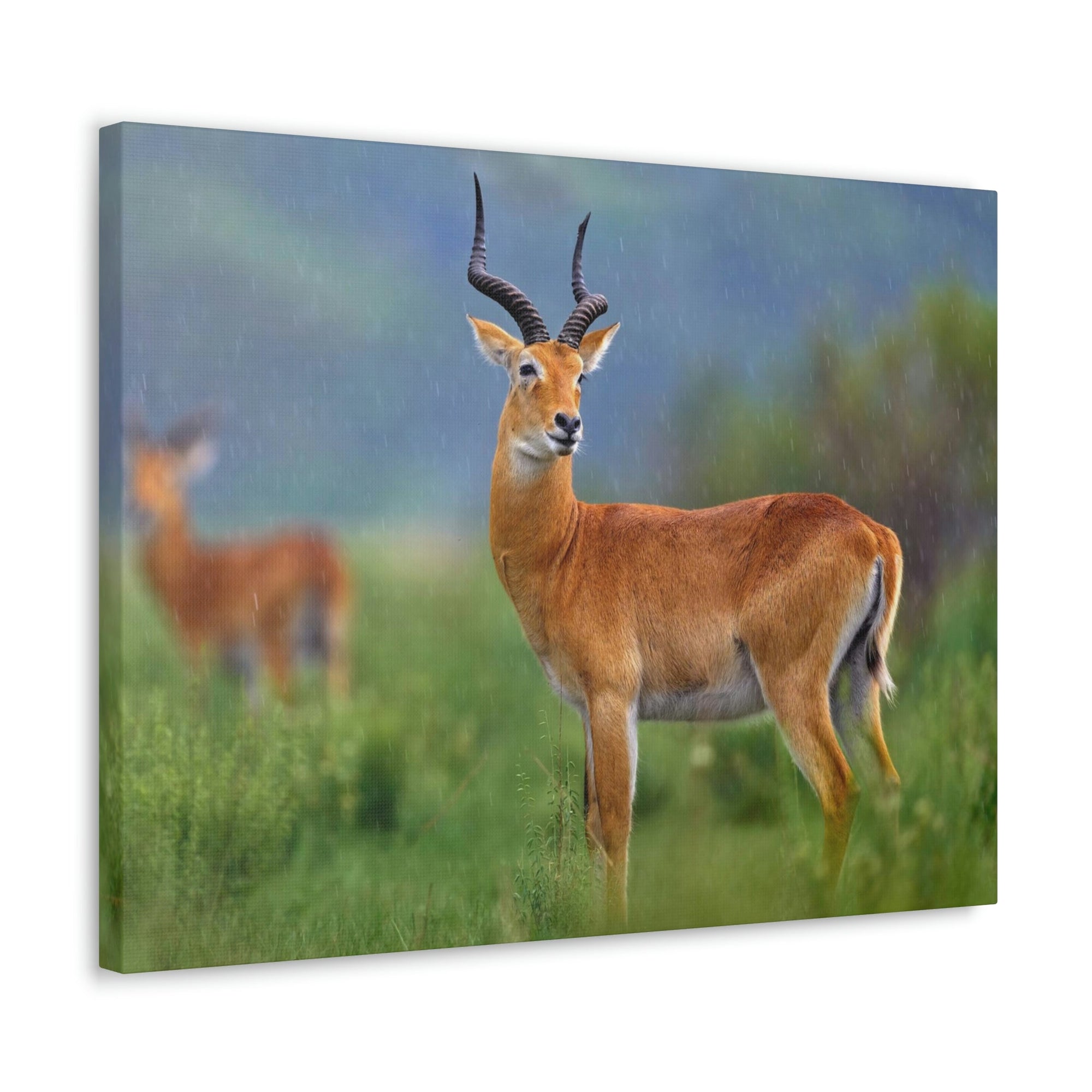 Scripture Walls Majestic Antelope Art Majestic Antelope Print Animal Wall Art Wildlife Canvas Prints Wall Art Ready to Hang Unframed-Express Your Love Gifts