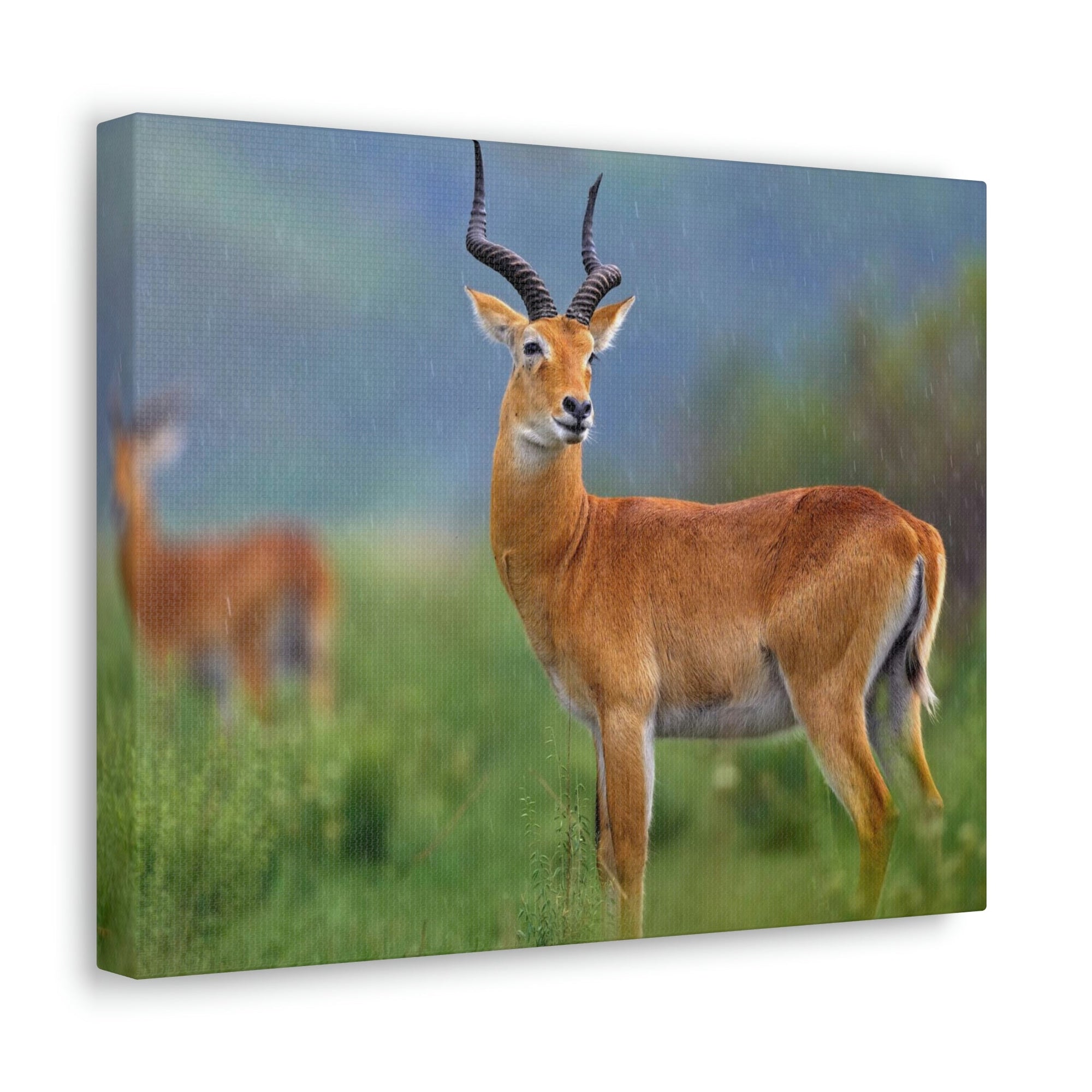 Scripture Walls Majestic Antelope Art Majestic Antelope Print Animal Wall Art Wildlife Canvas Prints Wall Art Ready to Hang Unframed-Express Your Love Gifts