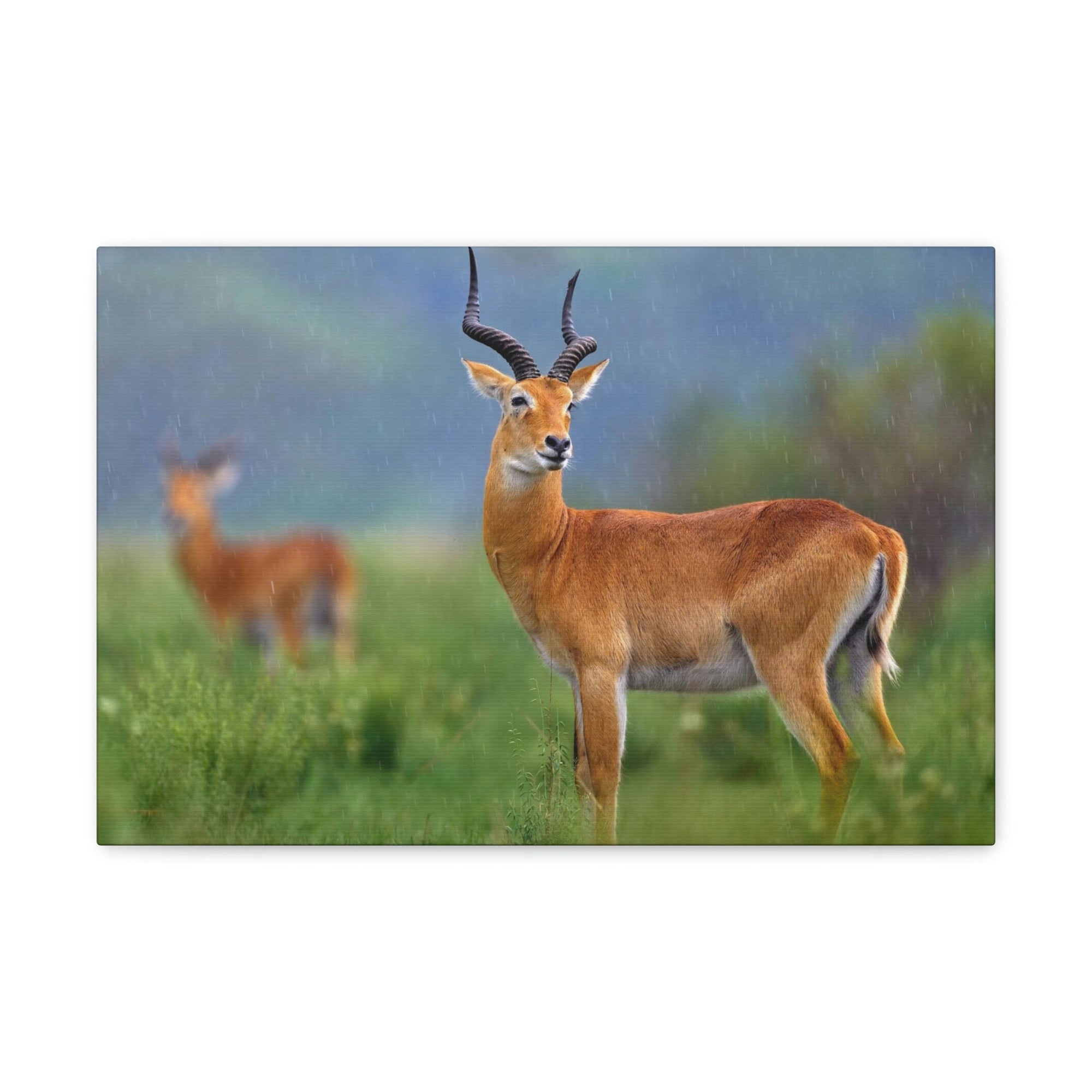 Scripture Walls Majestic Antelope Art Majestic Antelope Print Animal Wall Art Wildlife Canvas Prints Wall Art Ready to Hang Unframed-Express Your Love Gifts