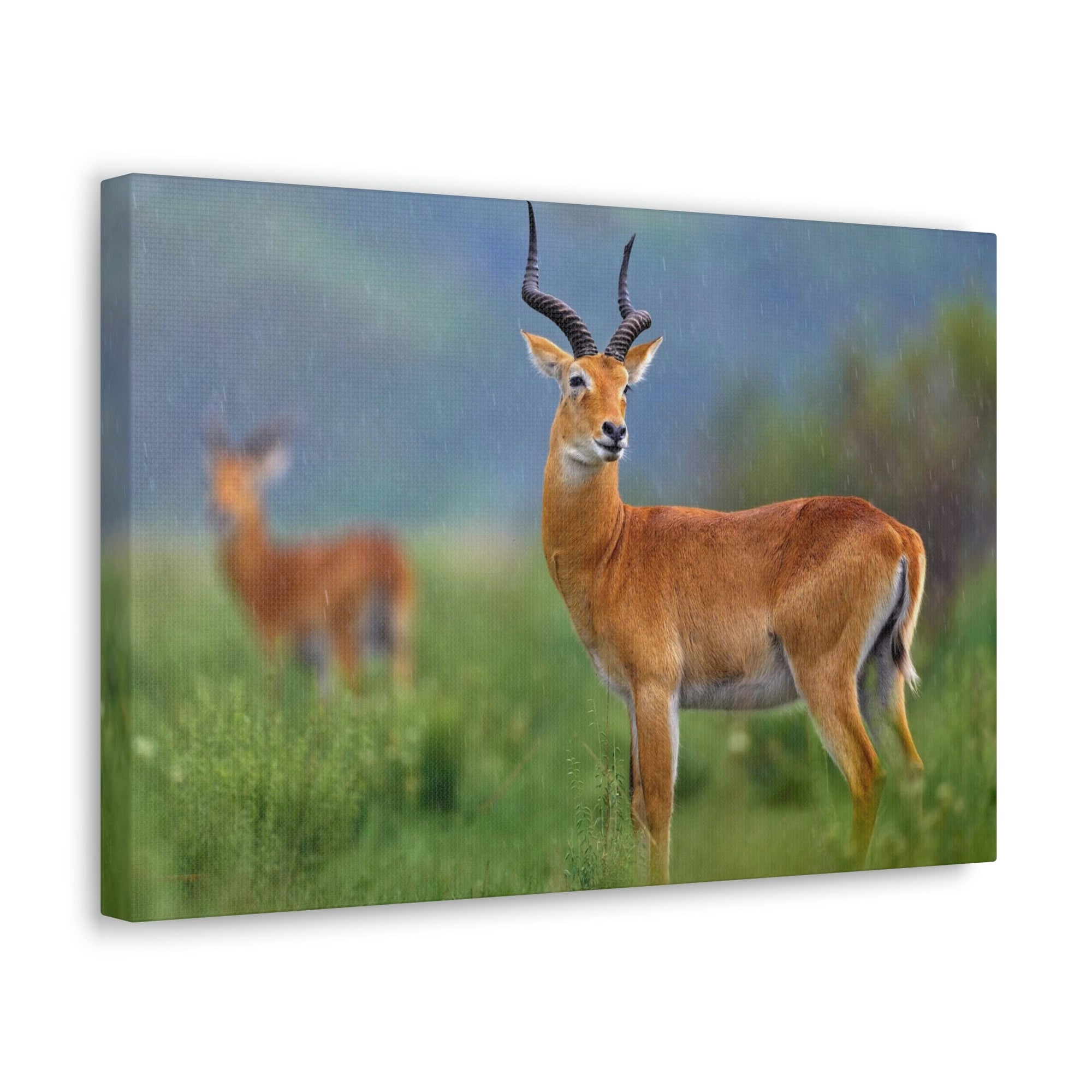 Scripture Walls Majestic Antelope Art Majestic Antelope Print Animal Wall Art Wildlife Canvas Prints Wall Art Ready to Hang Unframed-Express Your Love Gifts