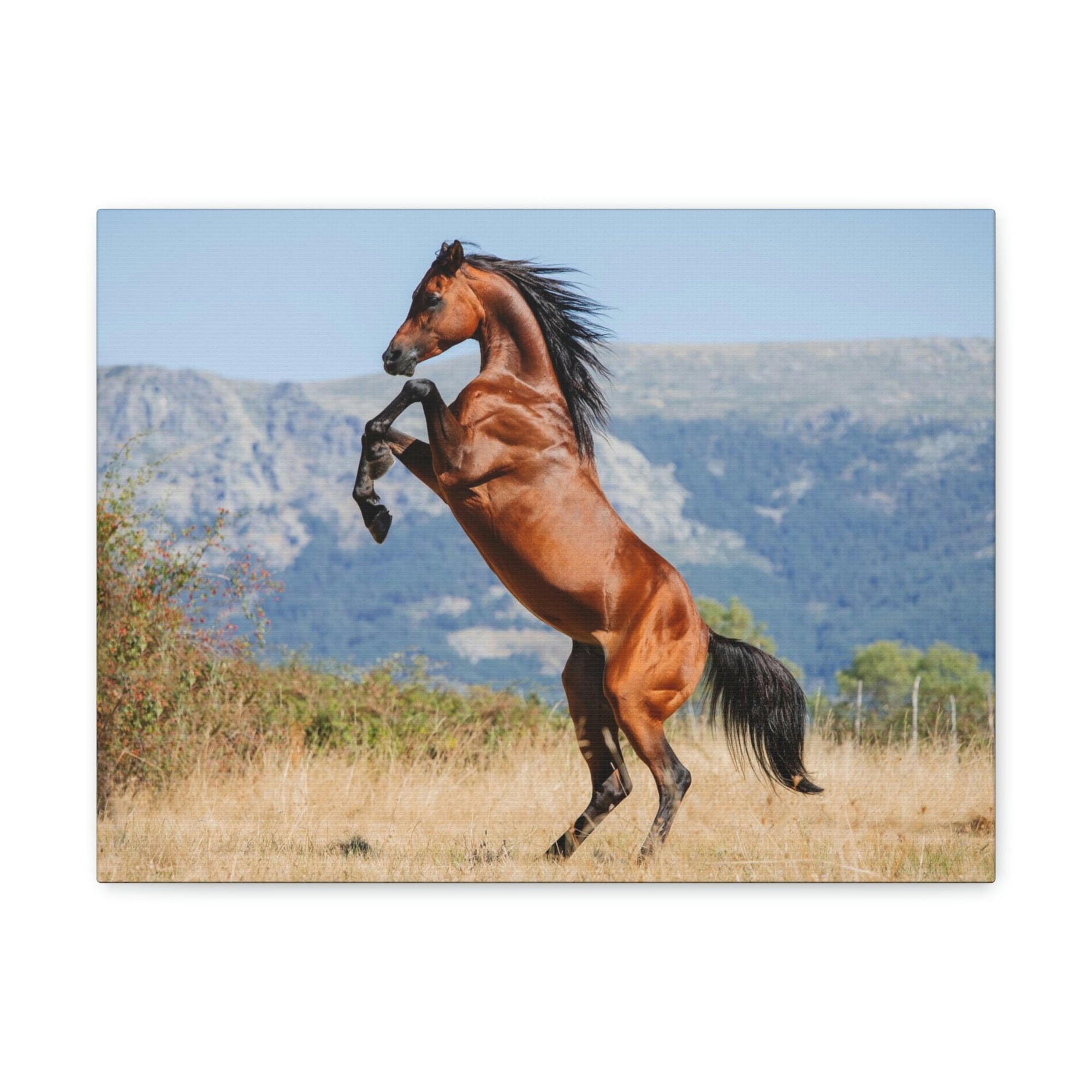 Scripture Walls Majestic Arab Horse Art Majestic Arab Horse Print Animal Wall Art Wildlife Canvas Prints Wall Art Ready to Hang Unframed-Express Your Love Gifts