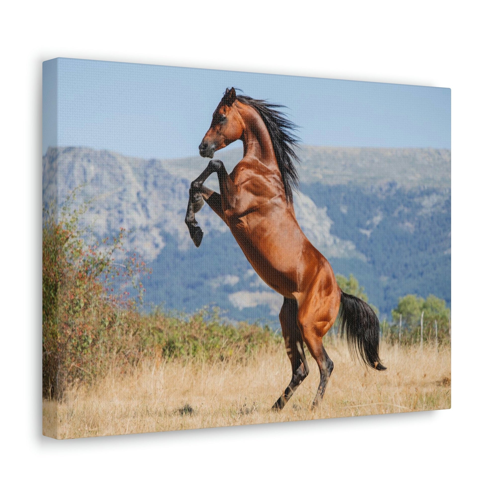 Scripture Walls Majestic Arab Horse Art Majestic Arab Horse Print Animal Wall Art Wildlife Canvas Prints Wall Art Ready to Hang Unframed-Express Your Love Gifts