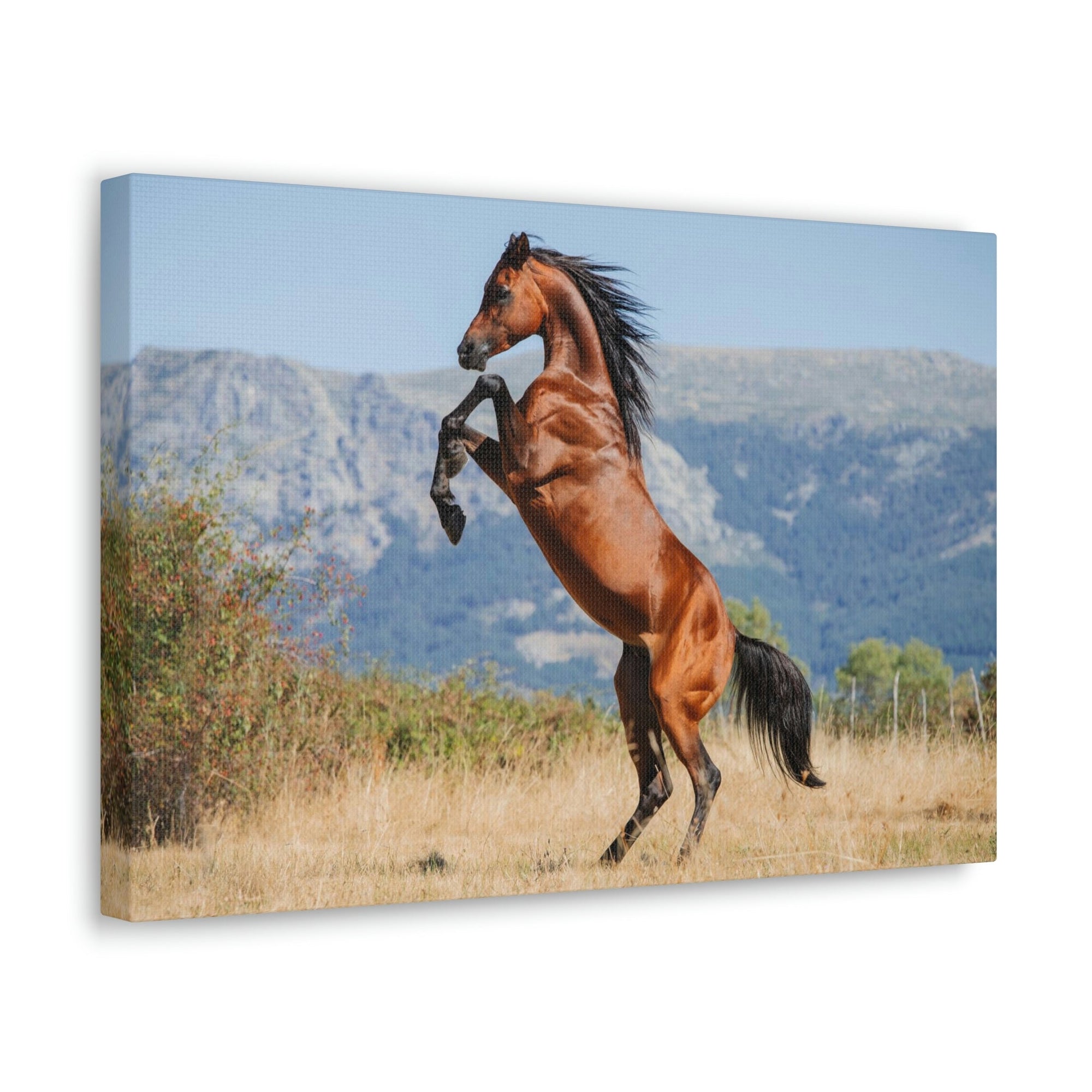 Scripture Walls Majestic Arab Horse Art Majestic Arab Horse Print Animal Wall Art Wildlife Canvas Prints Wall Art Ready to Hang Unframed-Express Your Love Gifts