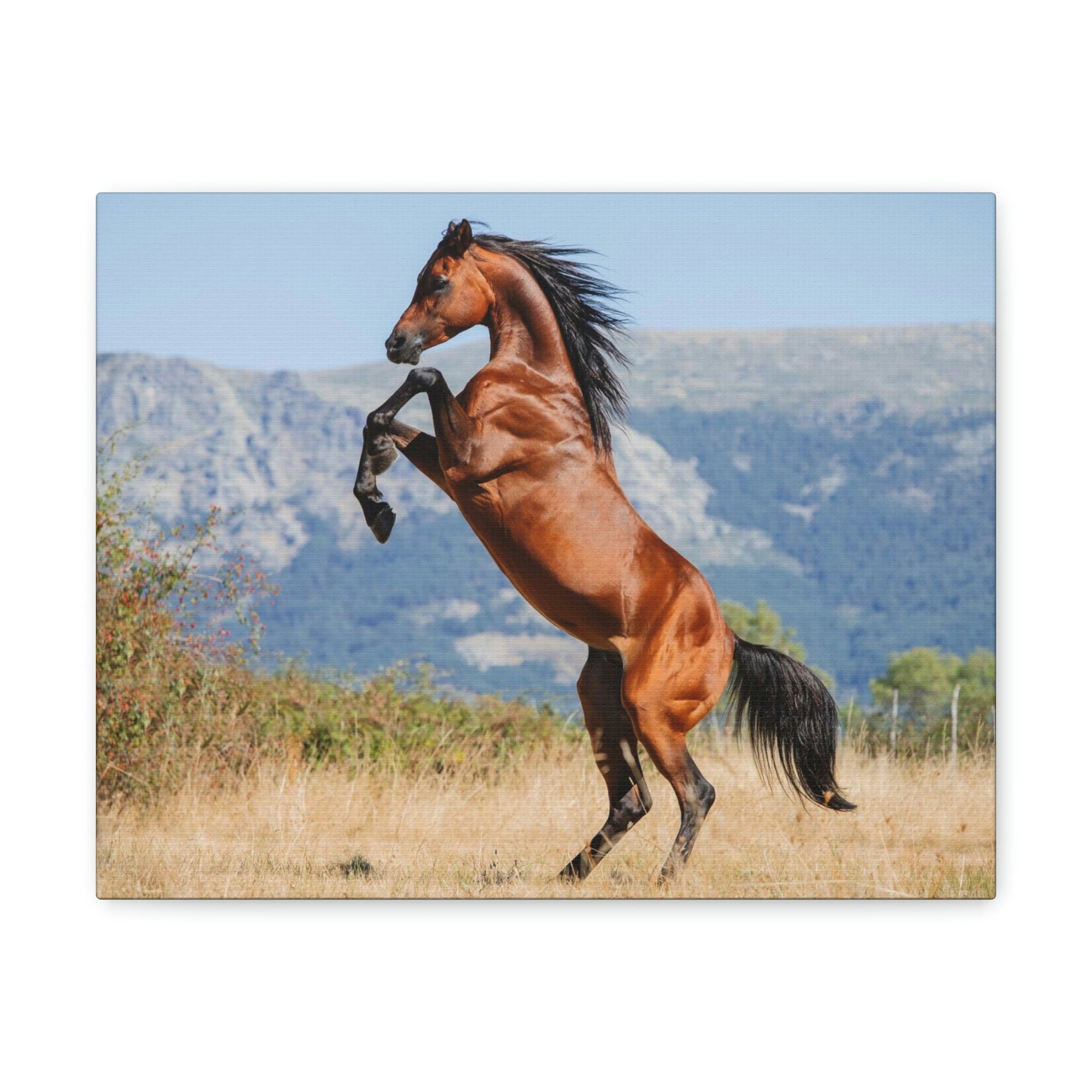 Scripture Walls Majestic Arab Horse Art Majestic Arab Horse Print Animal Wall Art Wildlife Canvas Prints Wall Art Ready to Hang Unframed-Express Your Love Gifts