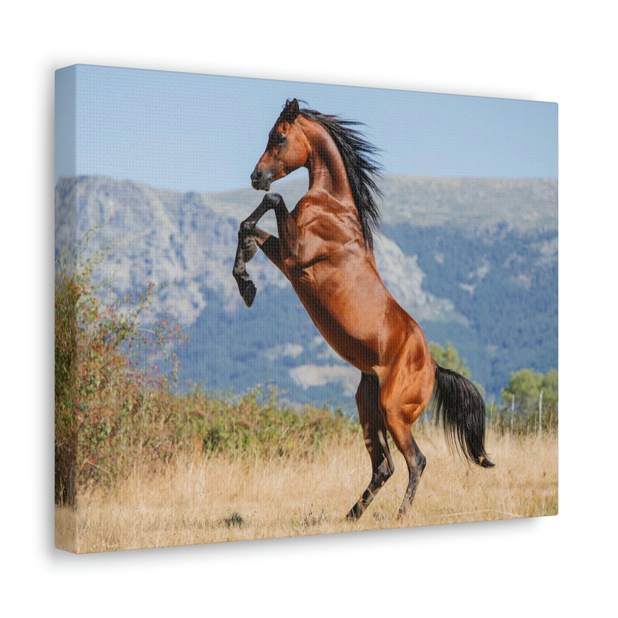 Scripture Walls Majestic Arab Horse Art Majestic Arab Horse Print Animal Wall Art Wildlife Canvas Prints Wall Art Ready to Hang Unframed-Express Your Love Gifts