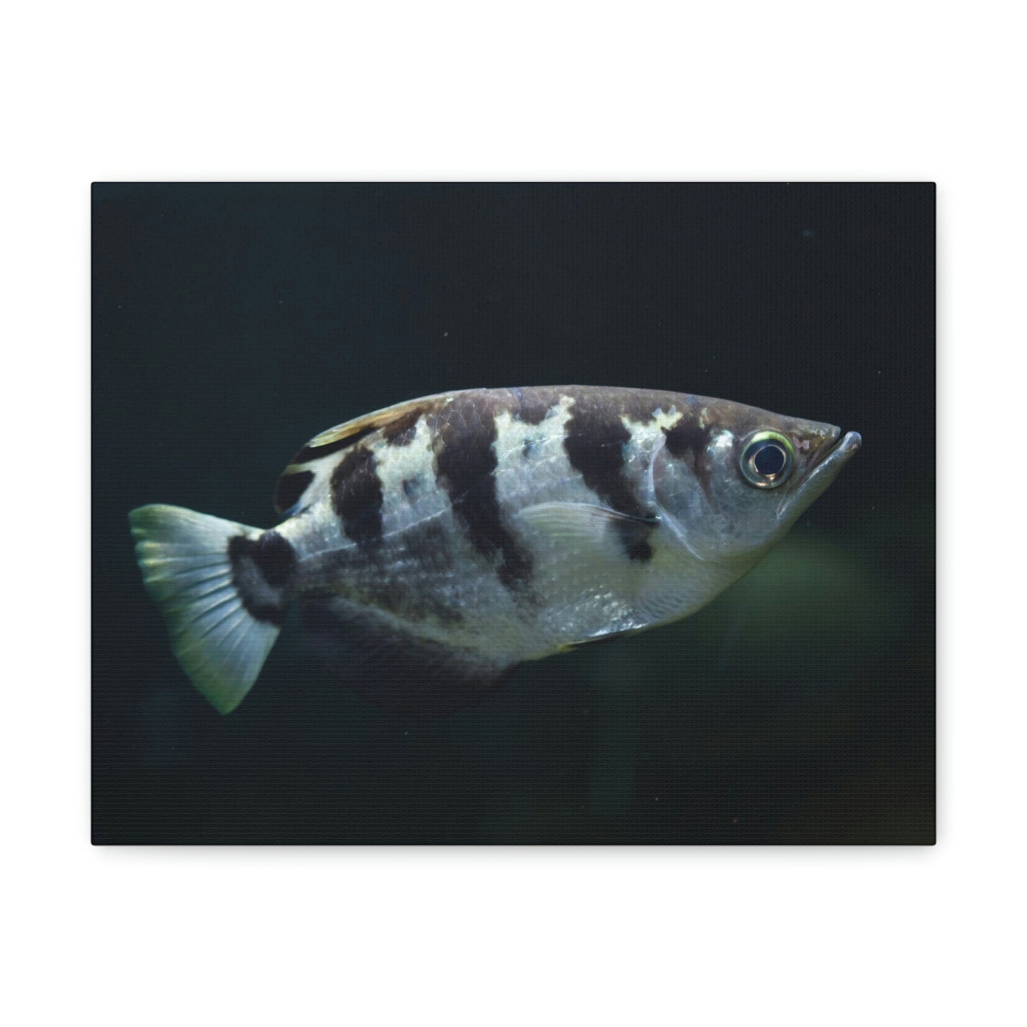 Scripture Walls Majestic Archer Fish Art Majestic Archer Fish Print Animal Wall Art Wildlife Canvas Prints Wall Art Ready to Hang Unframed-Express Your Love Gifts