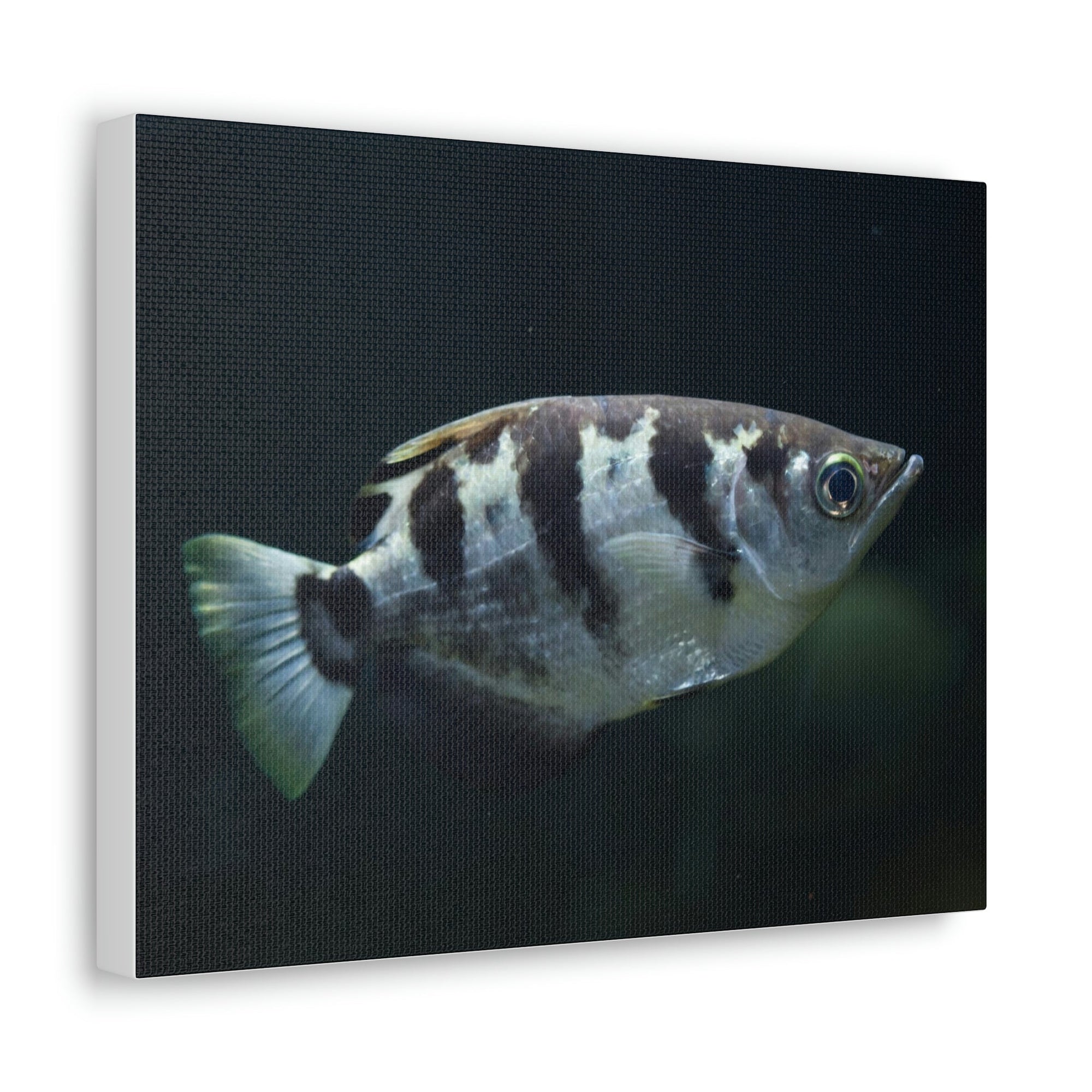 Scripture Walls Majestic Archer Fish Art Majestic Archer Fish Print Animal Wall Art Wildlife Canvas Prints Wall Art Ready to Hang Unframed-Express Your Love Gifts