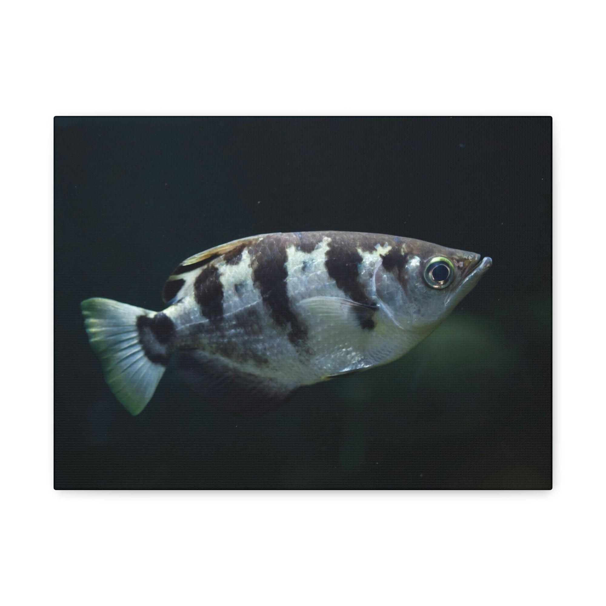 Scripture Walls Majestic Archer Fish Art Majestic Archer Fish Print Animal Wall Art Wildlife Canvas Prints Wall Art Ready to Hang Unframed-Express Your Love Gifts