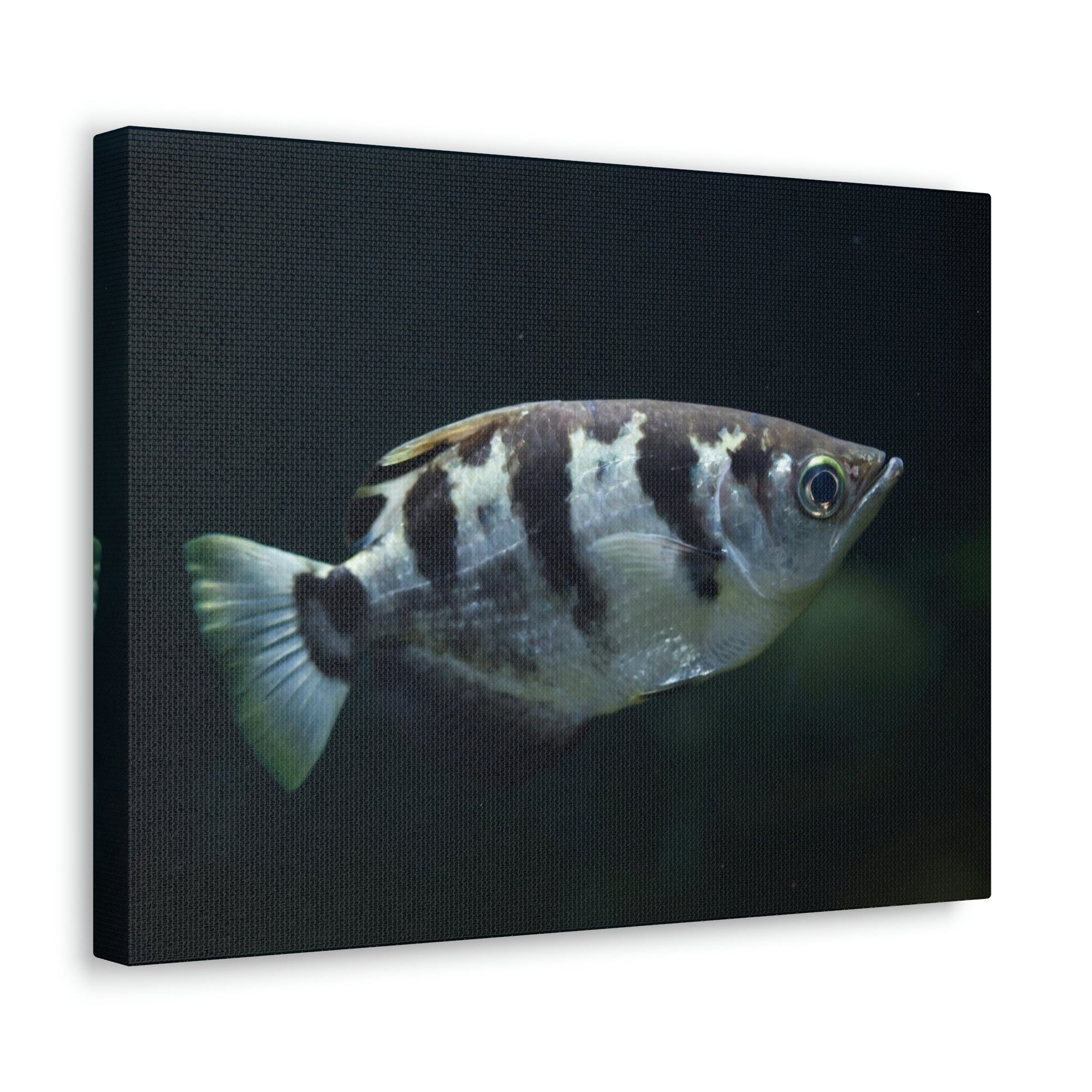 Scripture Walls Majestic Archer Fish Art Majestic Archer Fish Print Animal Wall Art Wildlife Canvas Prints Wall Art Ready to Hang Unframed-Express Your Love Gifts