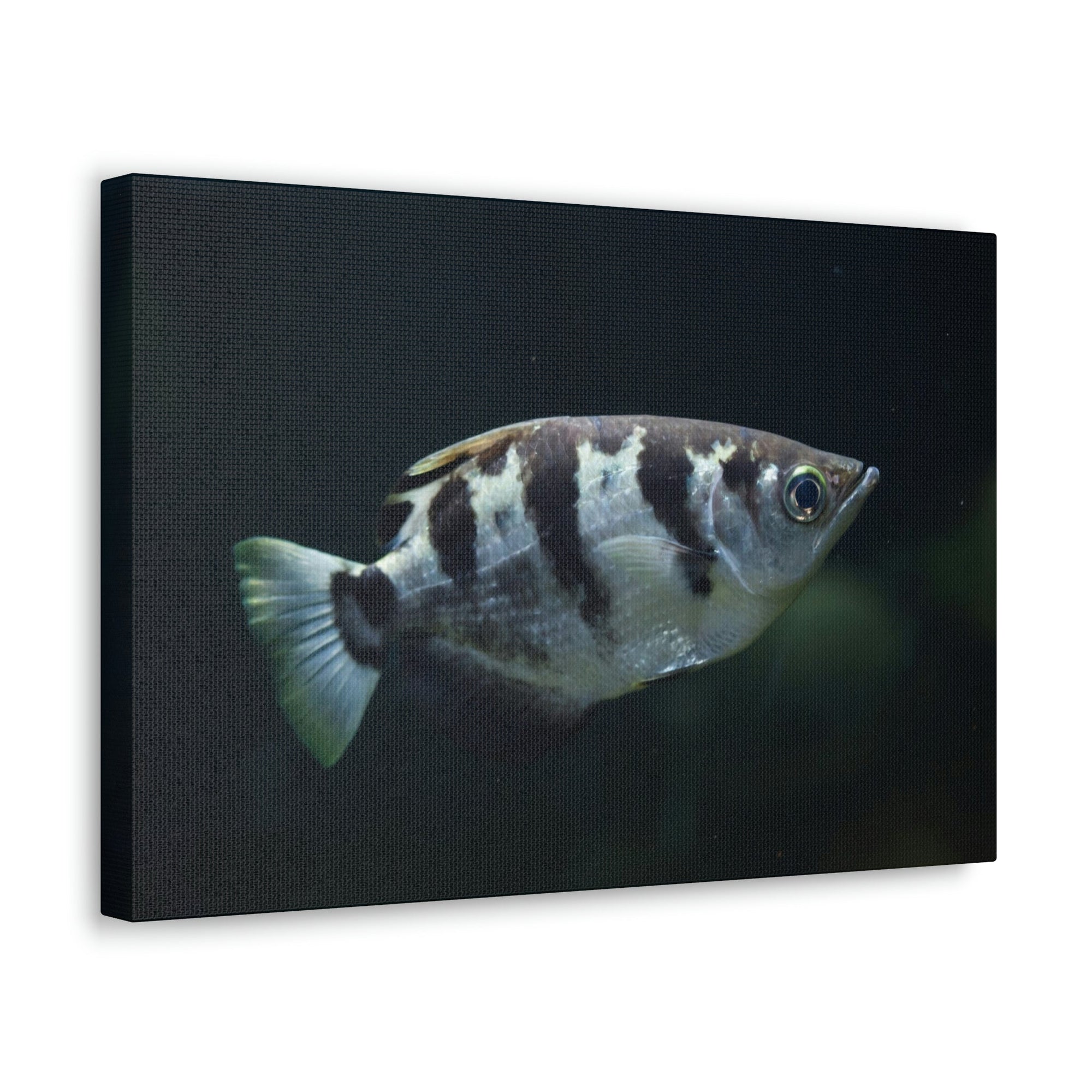 Scripture Walls Majestic Archer Fish Art Majestic Archer Fish Print Animal Wall Art Wildlife Canvas Prints Wall Art Ready to Hang Unframed-Express Your Love Gifts