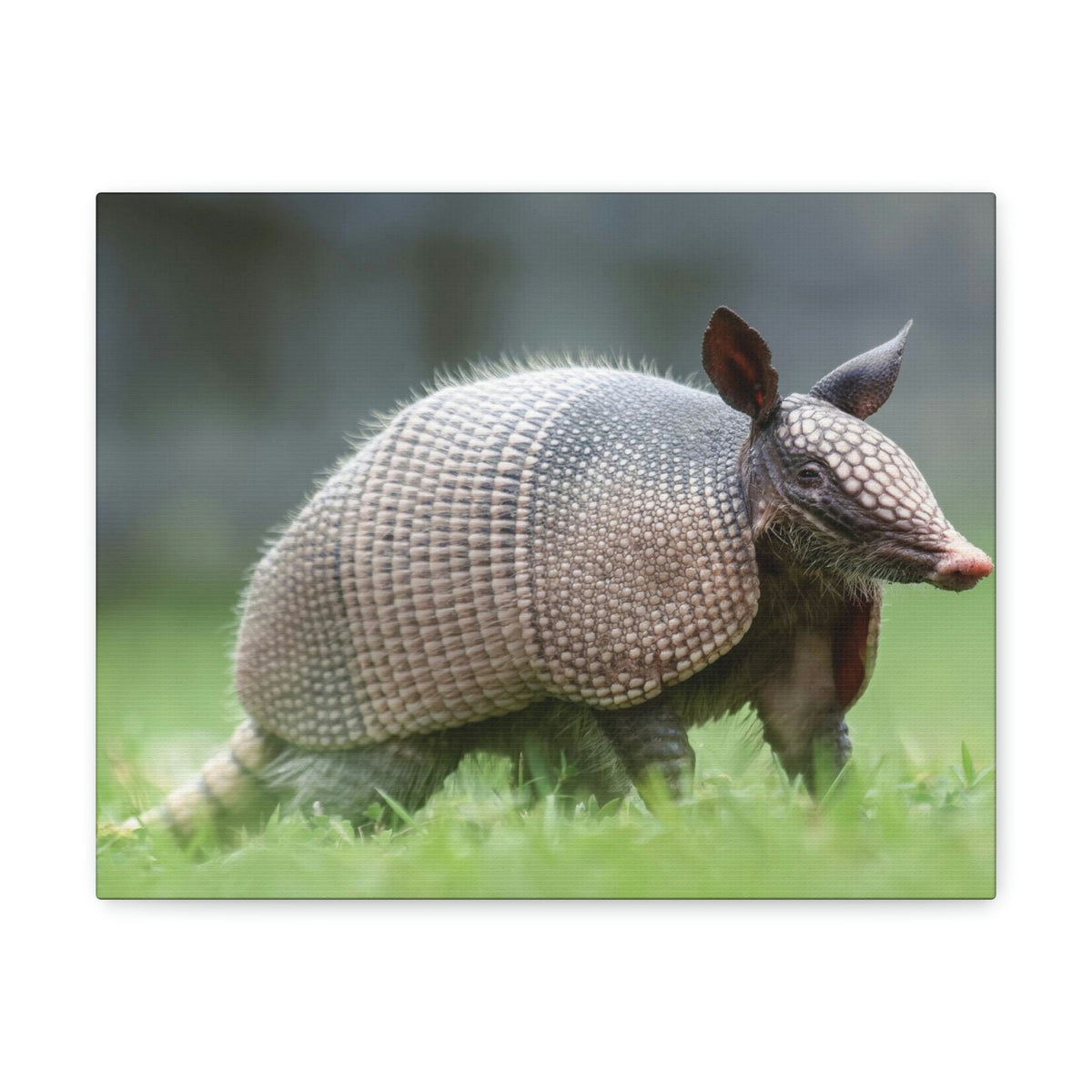 Scripture Walls Majestic Armadillo Art Majestic Armadillo Print Animal Wall Art Wildlife Canvas Prints Wall Art Ready to Hang Unframed-Express Your Love Gifts