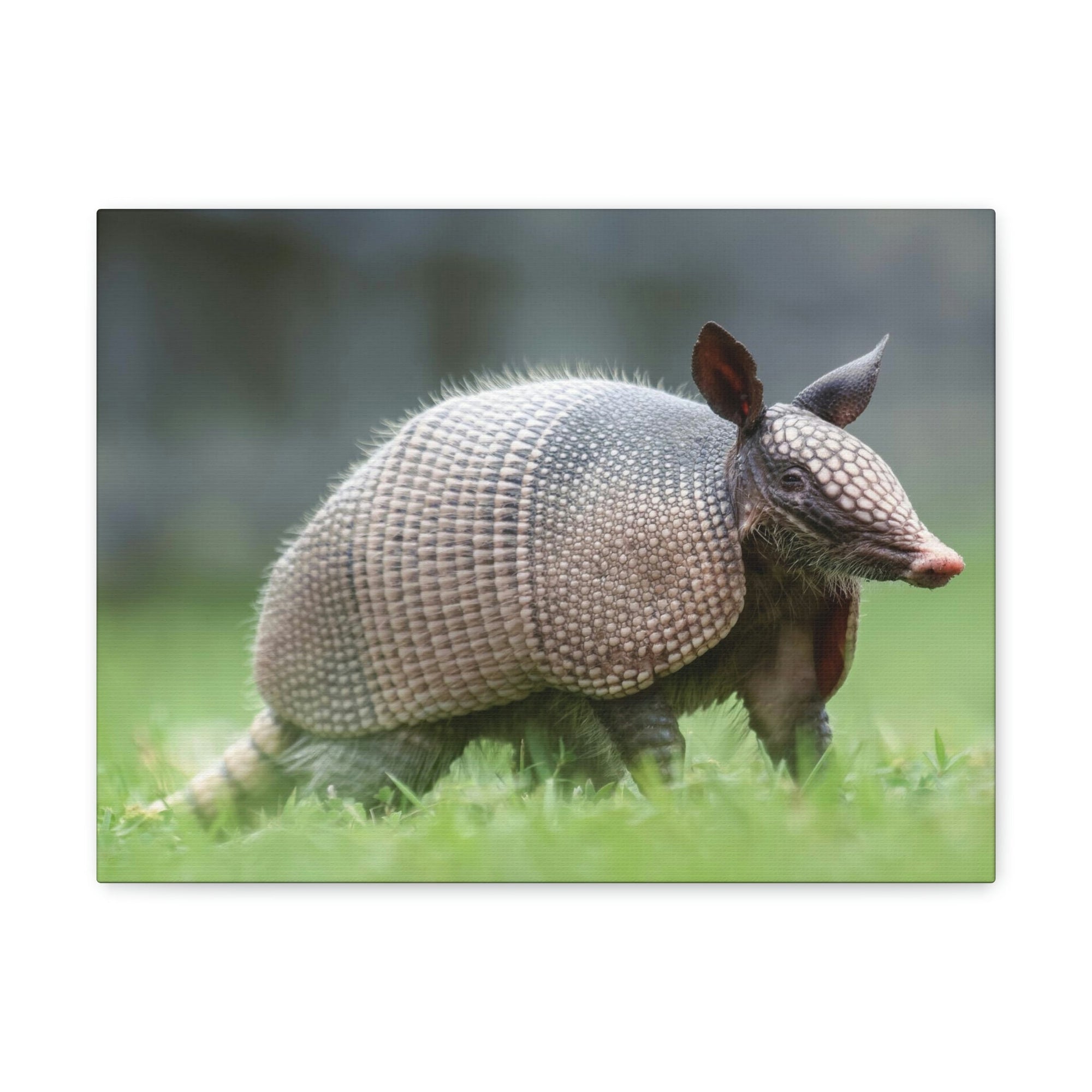 Scripture Walls Majestic Armadillo Art Majestic Armadillo Print Animal Wall Art Wildlife Canvas Prints Wall Art Ready to Hang Unframed-Express Your Love Gifts